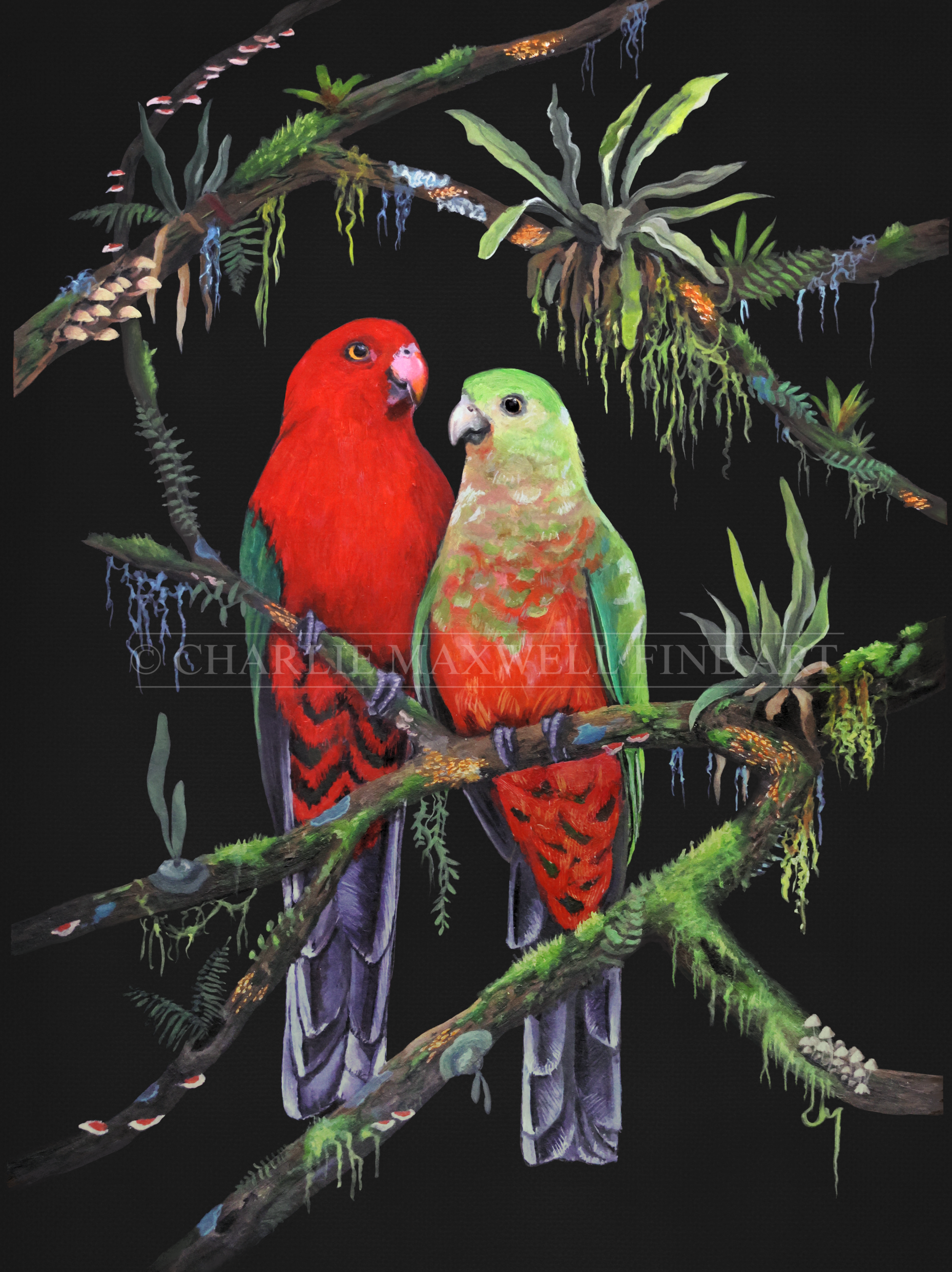 Wildlife painting print of two Australian King Parrot birds perched in rainforest canopy with elkhorn ferns, moss, mushrooms &lichen on a black background