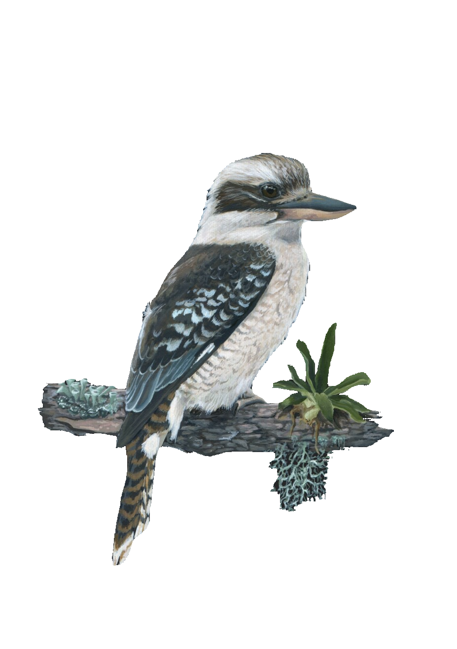 Kookaburra in Contemplation.png