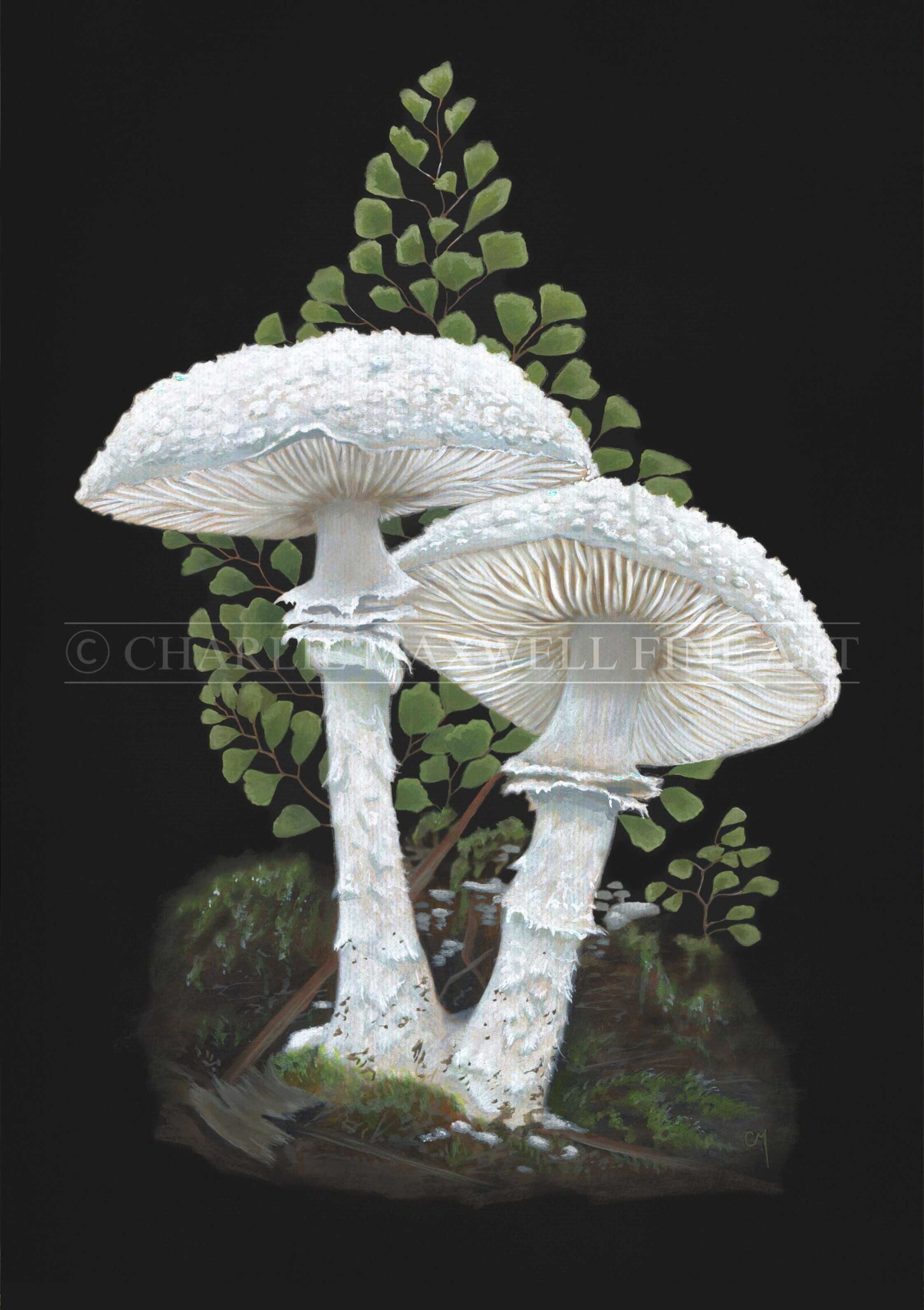 Illustration of a white Amanita abrupta mushroom & green maidenhair fern amongst moss, on black background, by Charlie Maxwell, Australian wildlife artist.