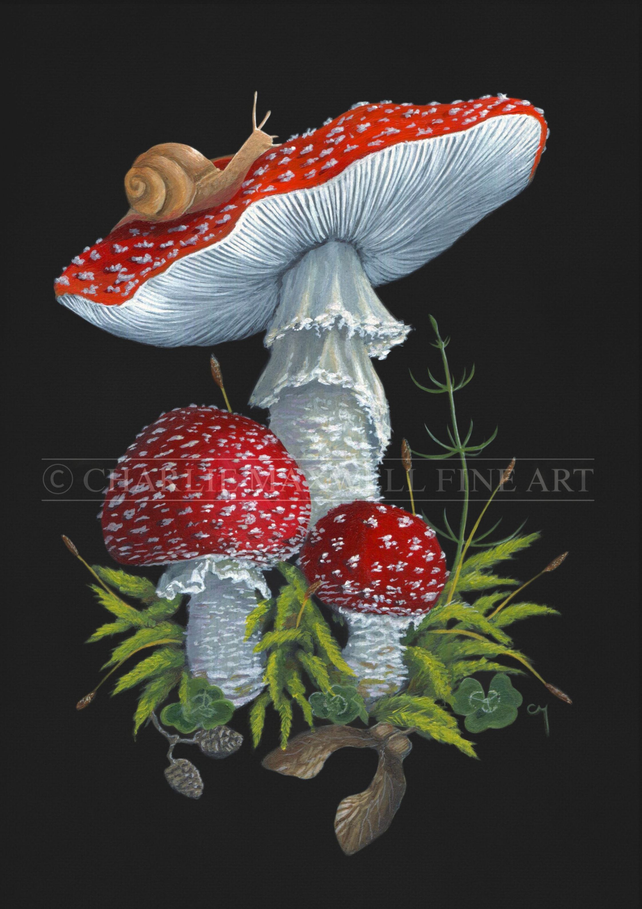 Fine art print of red and white Fly agaric fairy mushrooms (amanita muscaria) and snails, on black background, by Charlie Maxwell, Australian wildlife artist