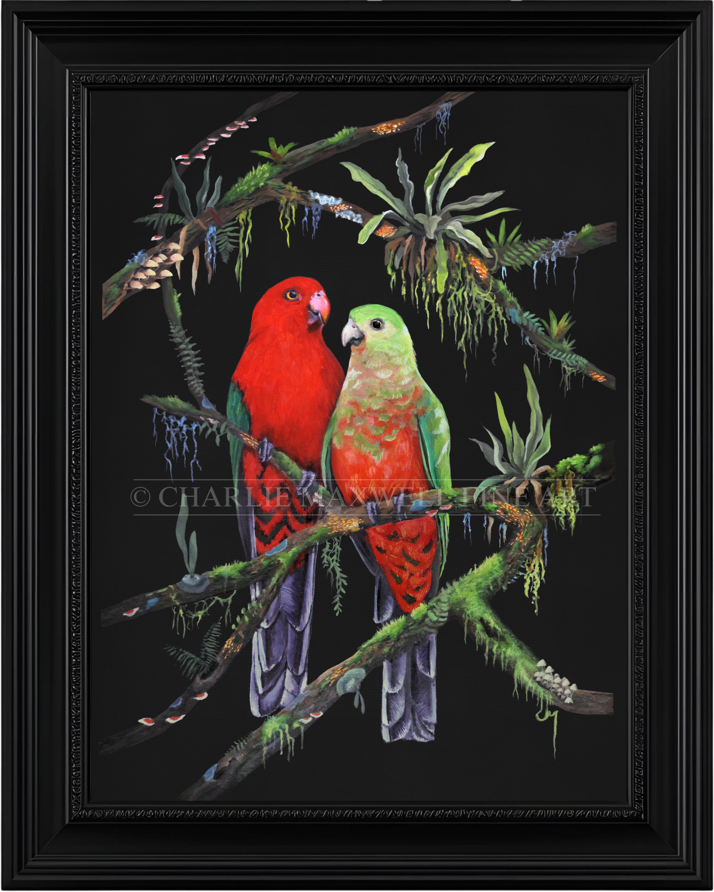 Framed wildlife print two Australian King Parrot birds perched in rainforest canopy with elkhorn ferns, moss, mushrooms and lichen on a black background