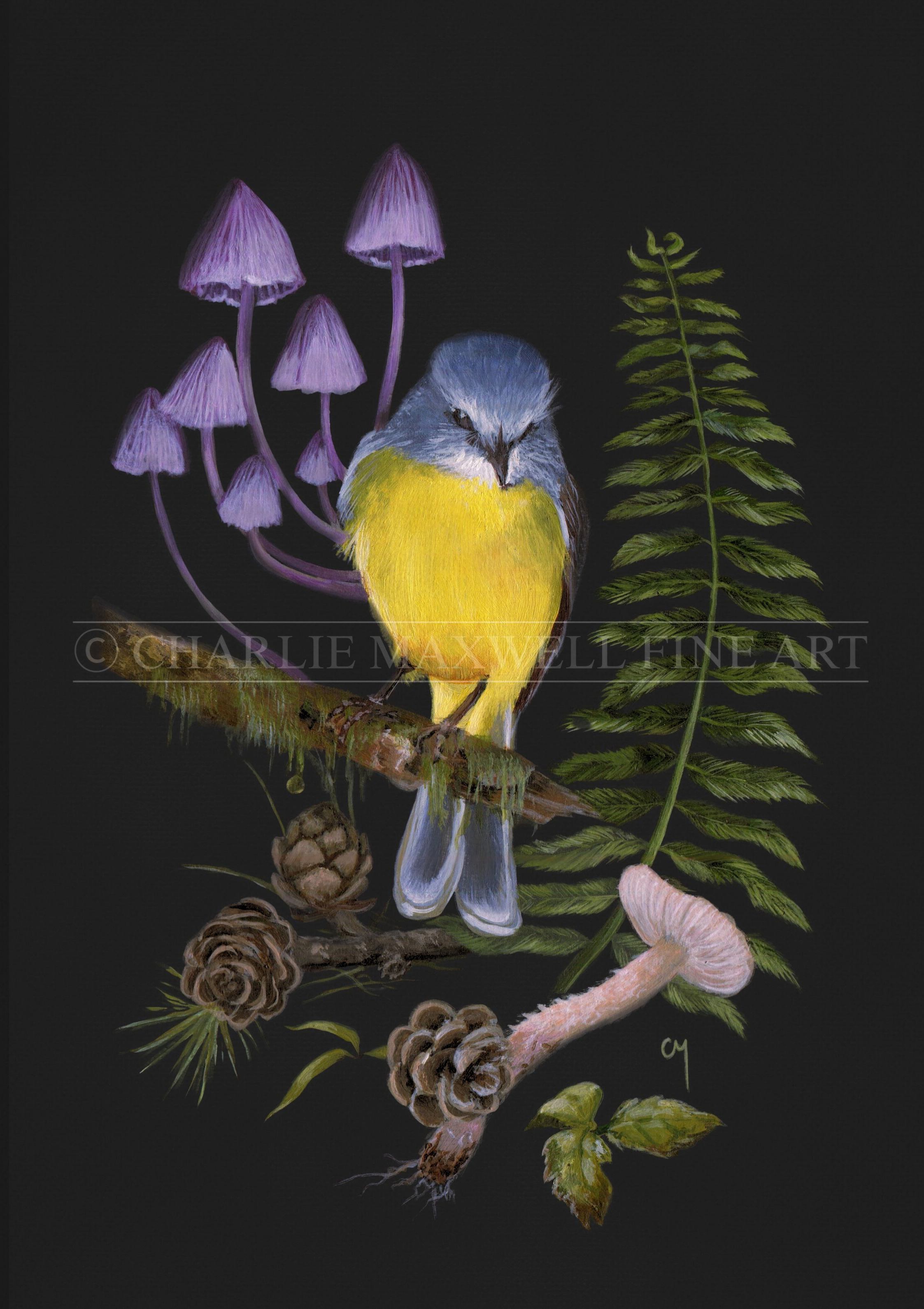 Fine art print of native eastern yellow robin bird with purple fairy bonnet mushrooms on black background, by Charlie Maxwell, Australian wildlife artist,