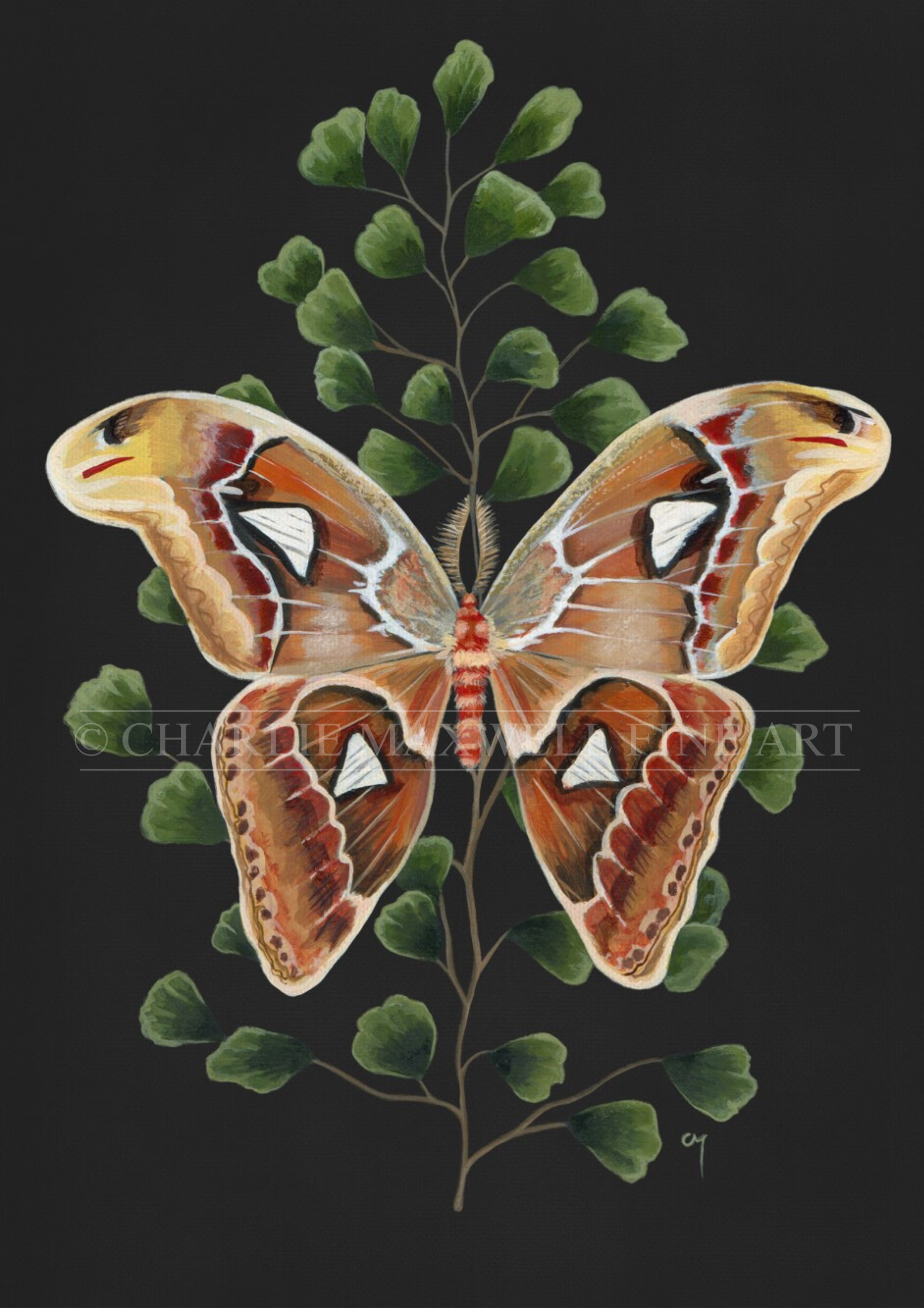 Illustration of an Atlas Moth (Attacus wardi) endemic to Northwestern Australia, amongst native Maidenhair Fern.