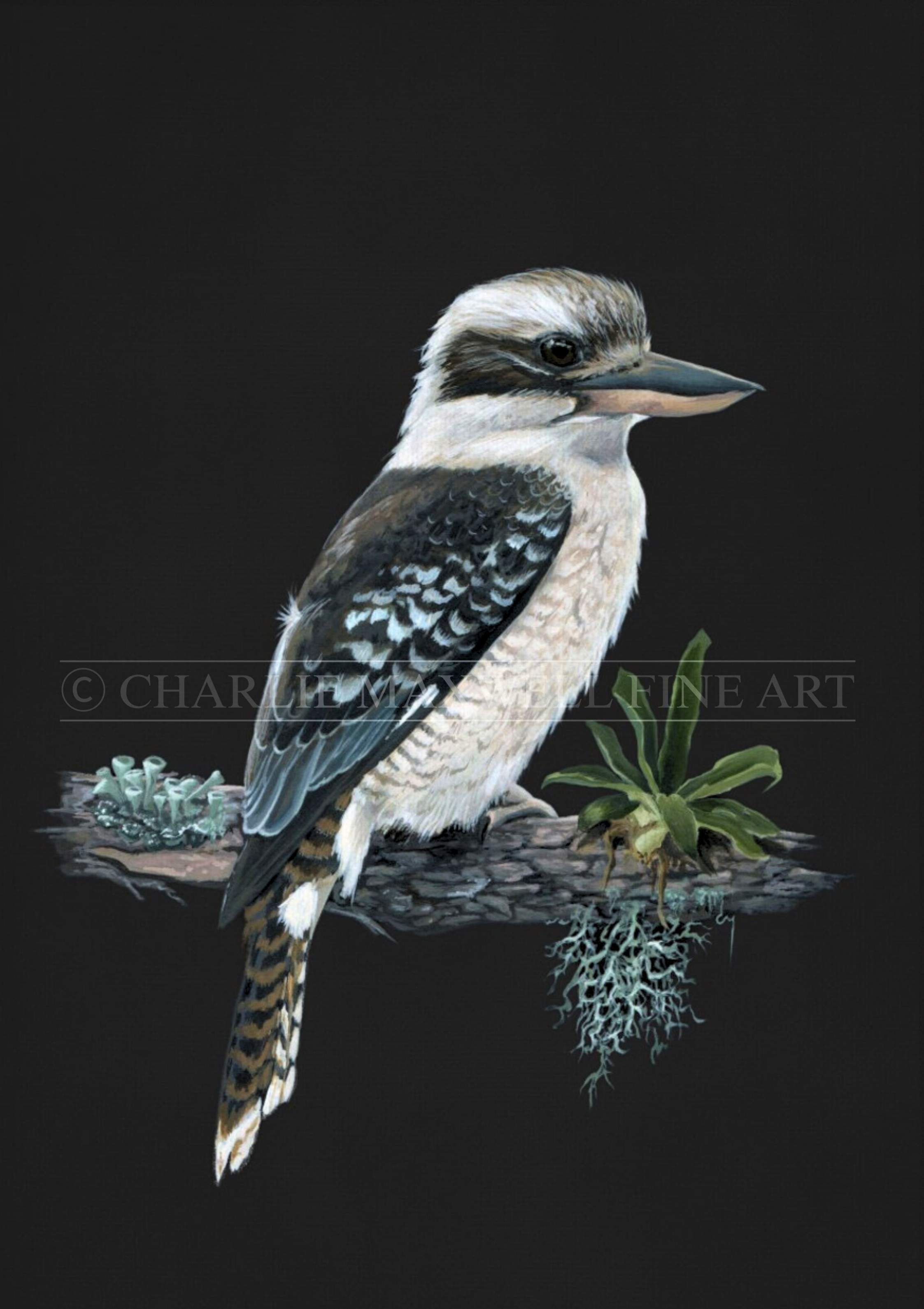 original illustration iconic Australian Laughing Kookaburra peacefully perched on a branch beside epiphytic lichen & flora species, on a black background, by Charlie Maxwell.
