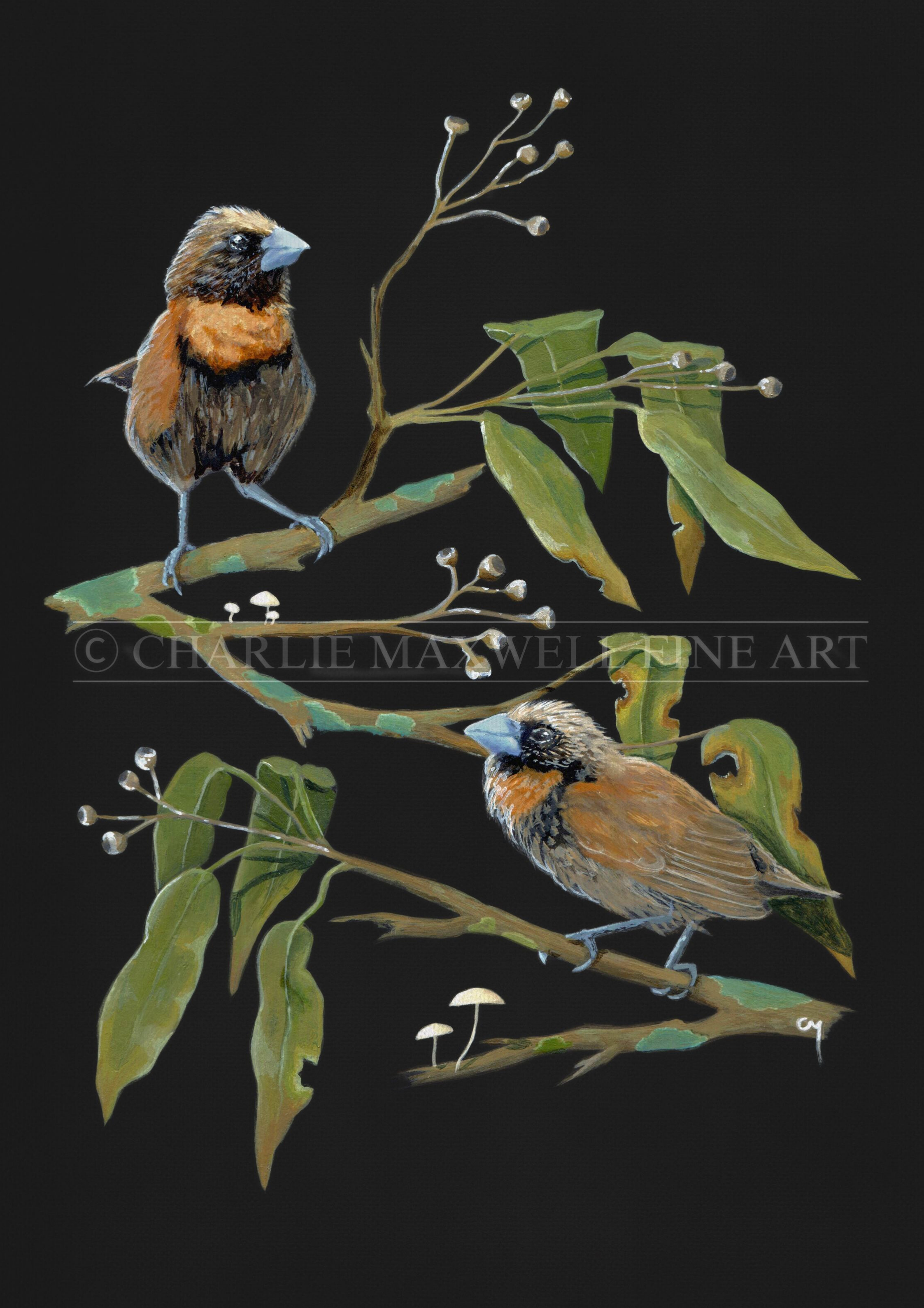 Fine art print of native Australian chestnut-breasted munia birds with eucalyptus foliage on black background, by Charlie Maxwell, Australian wildlife artist.