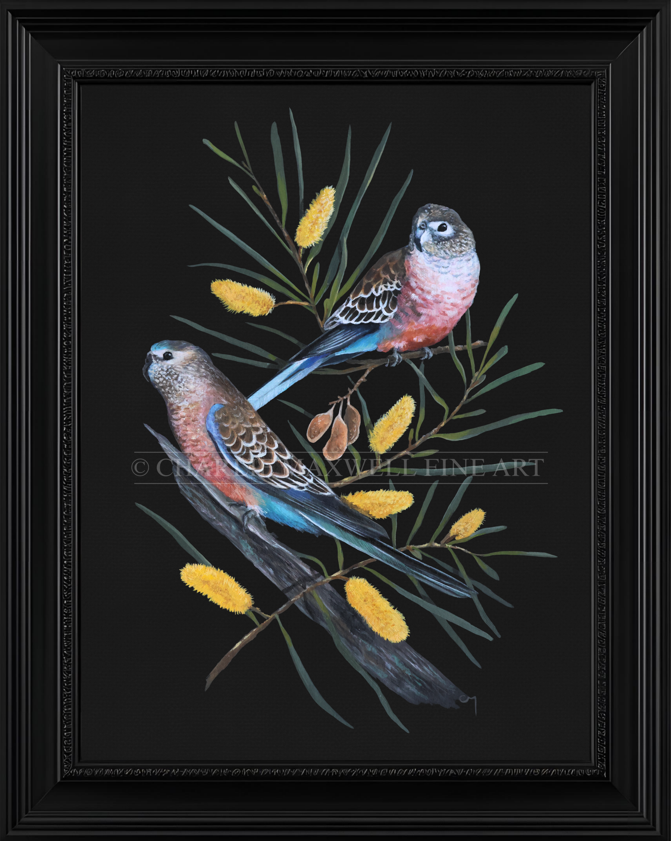 Bourkes+Parrots.png