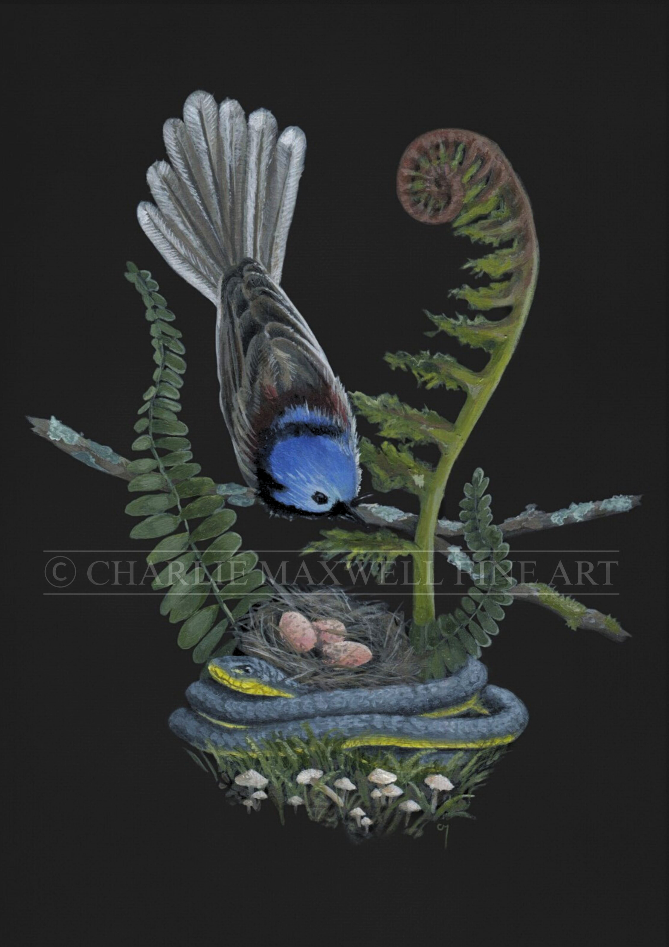Illustration of Variegated Fairywren & Tree Snake amongst ferns & fungi, highlighting fragmentation of vital habitat for Australian native species, by Charlie Maxwell, wildlife artist.