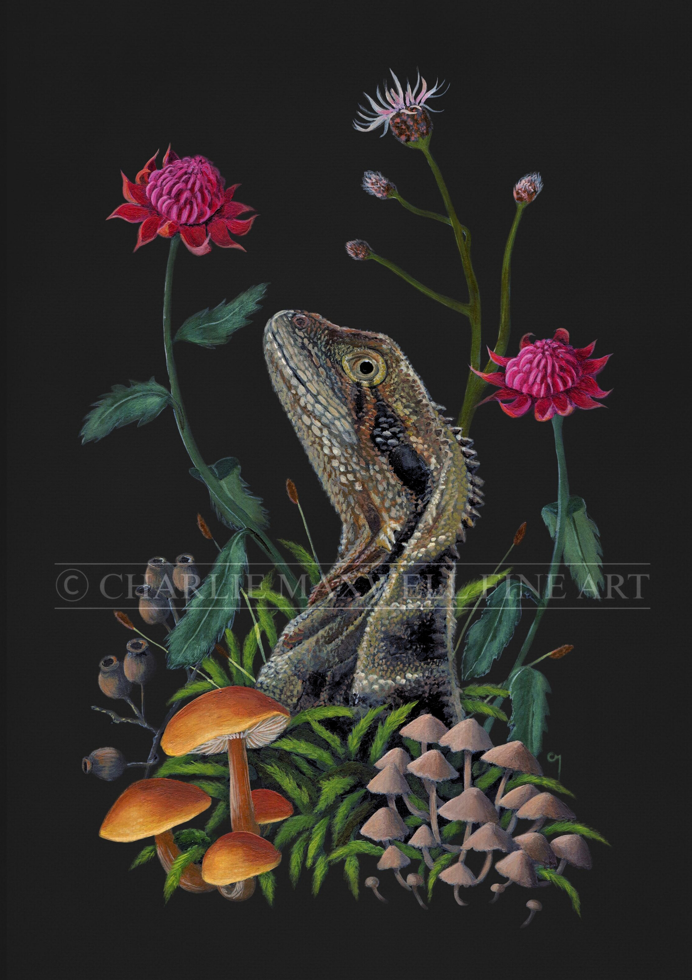 Art print of Australian Eastern Water Dragon amongst orange fungi, green moss and pink Waratah flowers on a black background, by Charlie Maxwell, PaintingbyCharlie