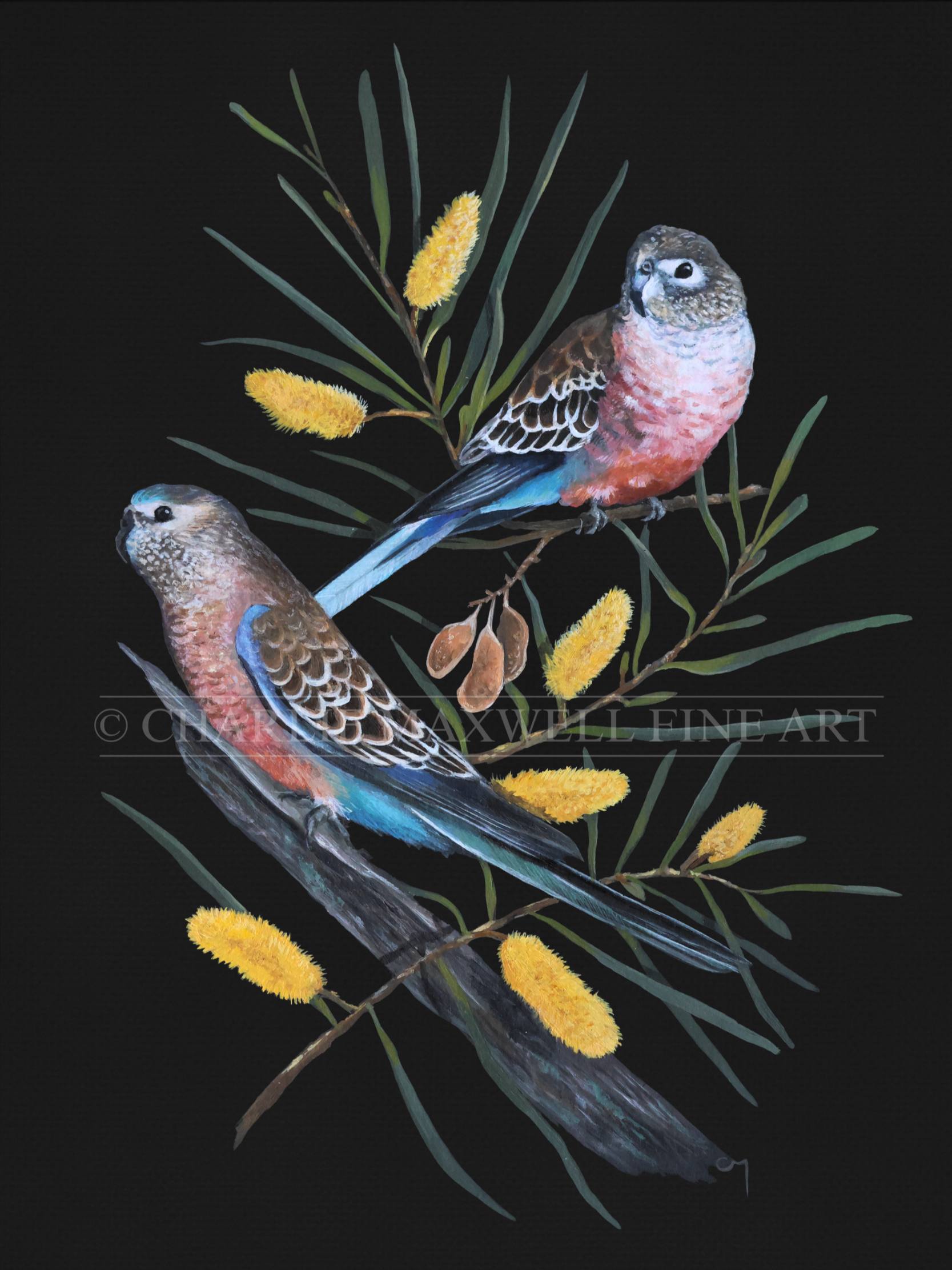 Fine art print native Bourke's Parrots on wattle, on black background, by Charlie Maxwell, Australian wildlife artist
