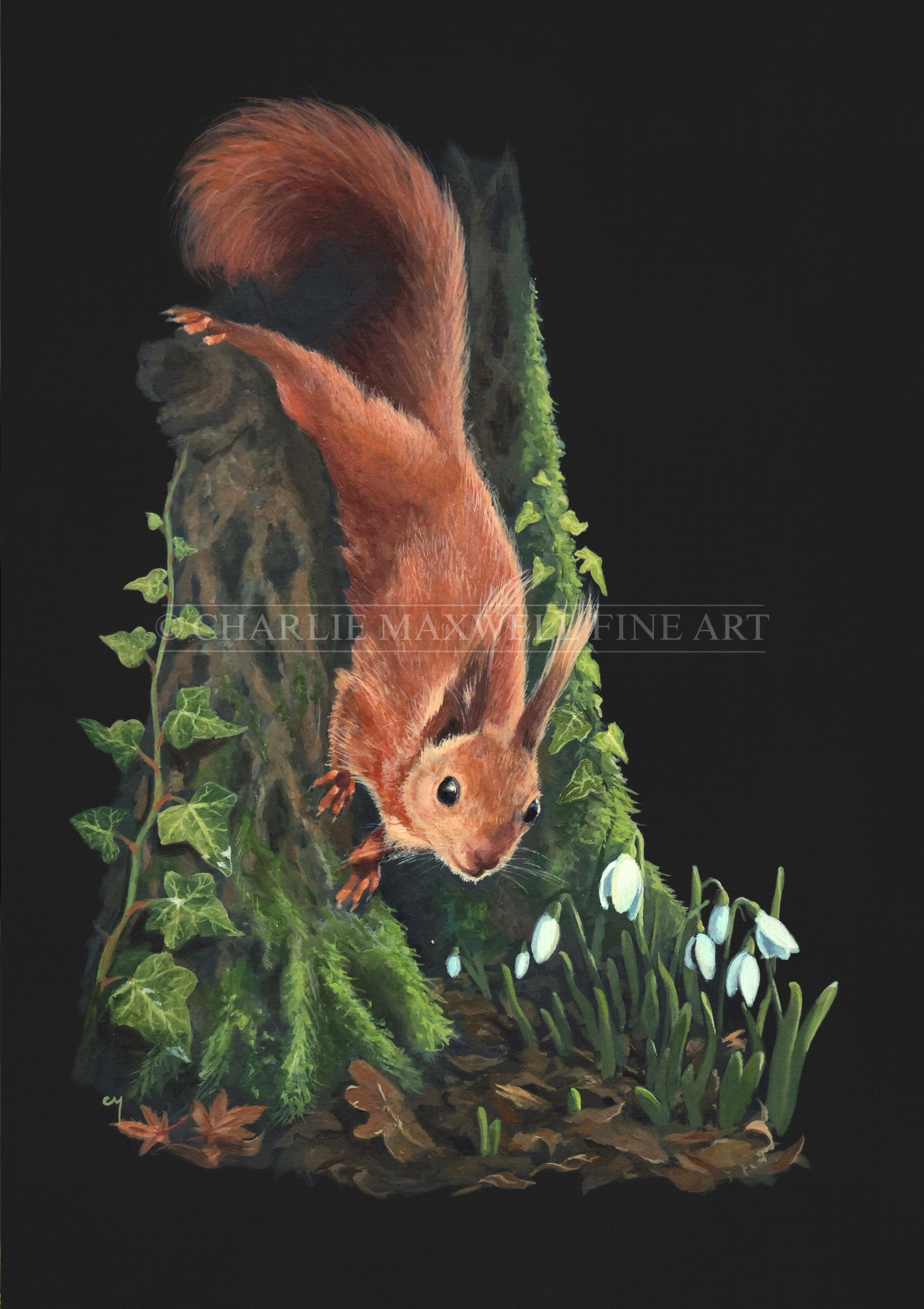 Illustration of a Red Squirrel on a tree trunk with ivy & moss. Snowdrop flowers bloom from leaf litter, on a black background, by wildlife artist Charlie Maxwell.