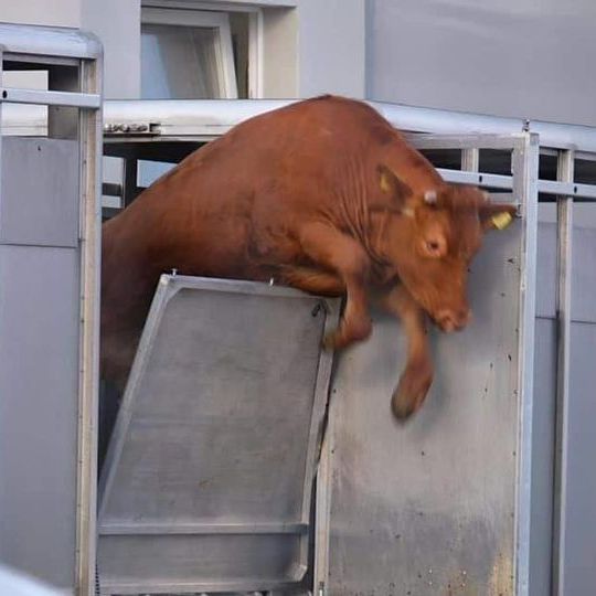 Breaking the law in the service of animals