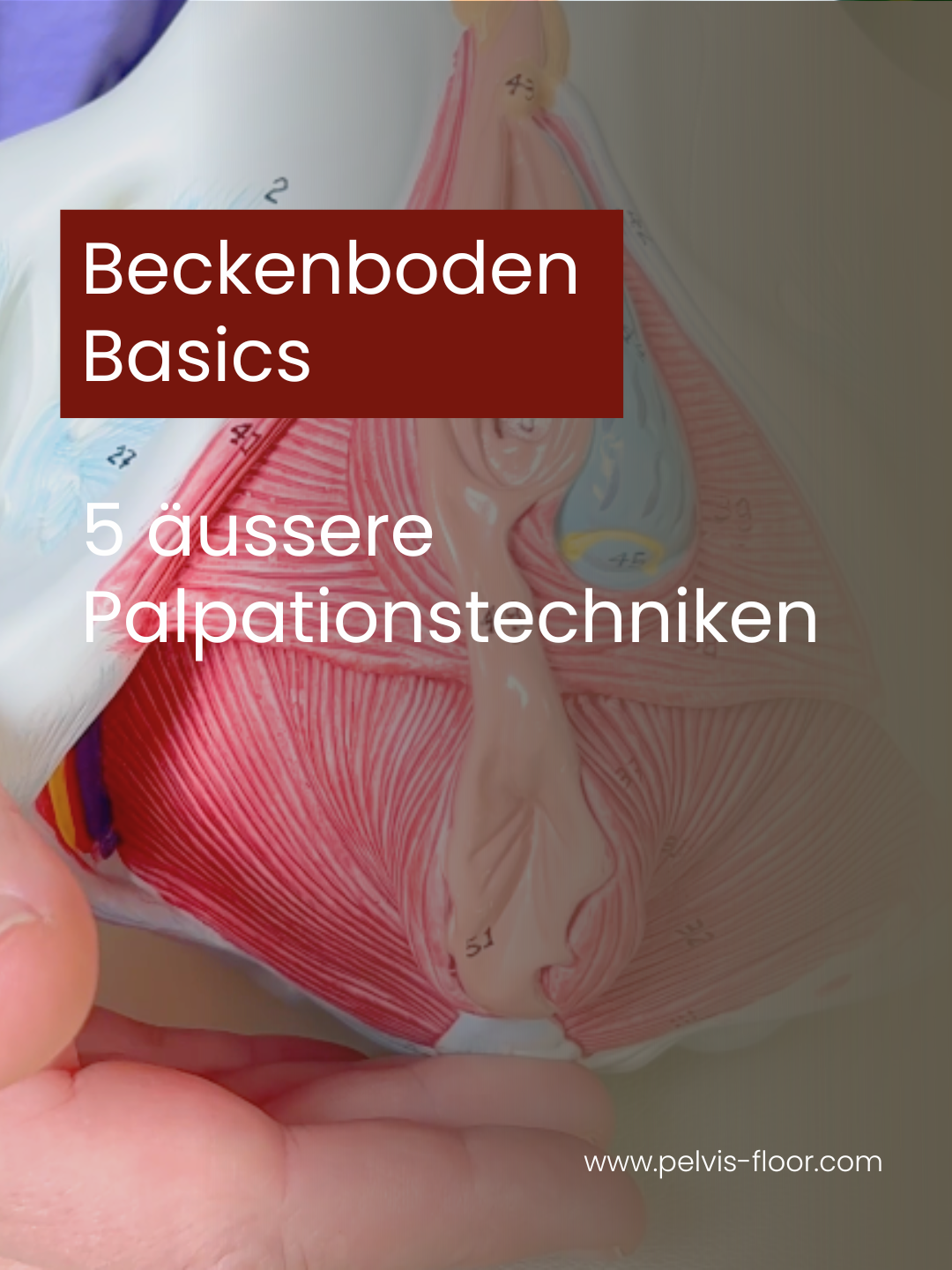 5 Basics Beckenboden.png