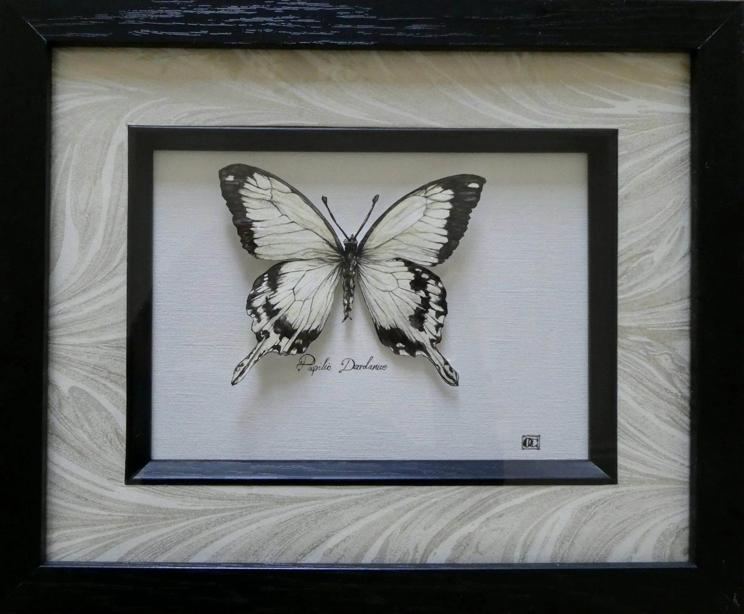 ‘Sky-born’ [Papilio Dardanus]

3D watercolour butterfly mounted on papyrus. Framed with Italian marble paper.
7” x 5”