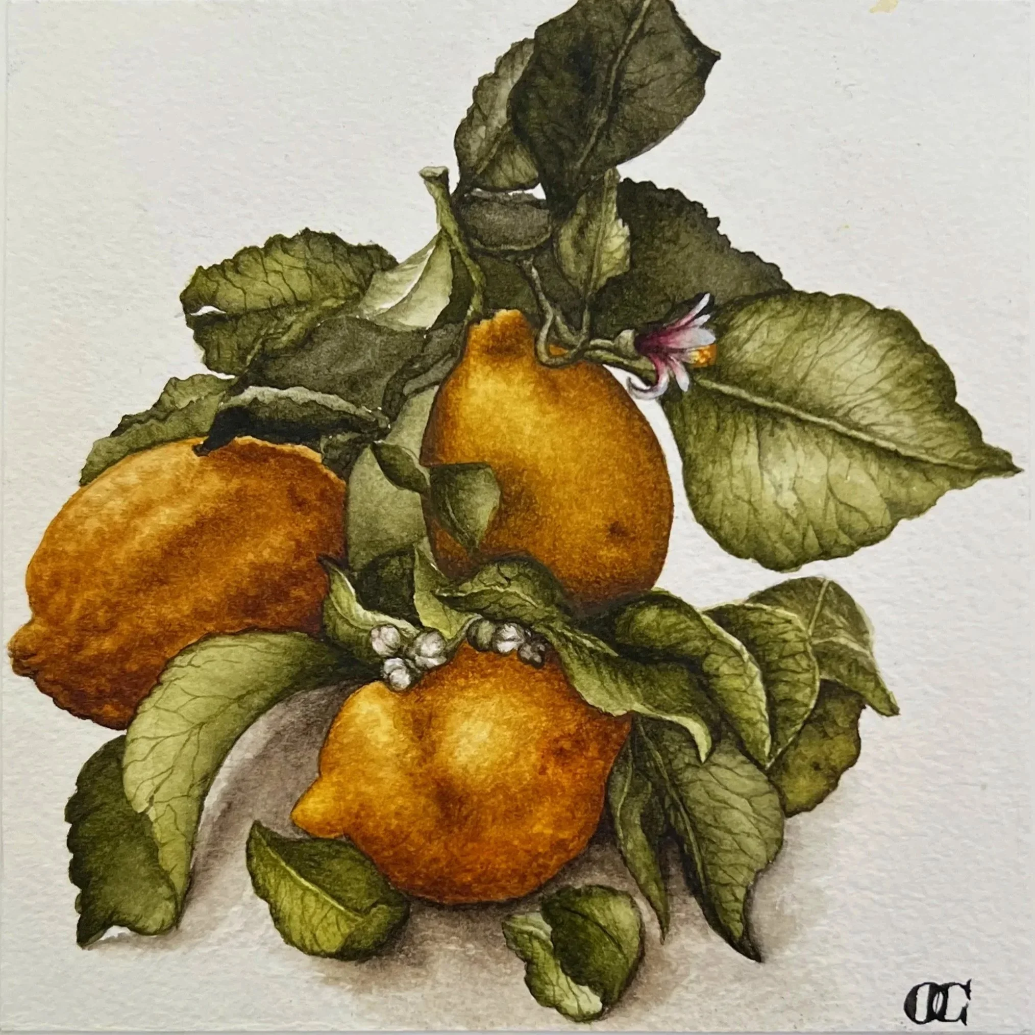 ‘Lost Legends and Found Lemons’