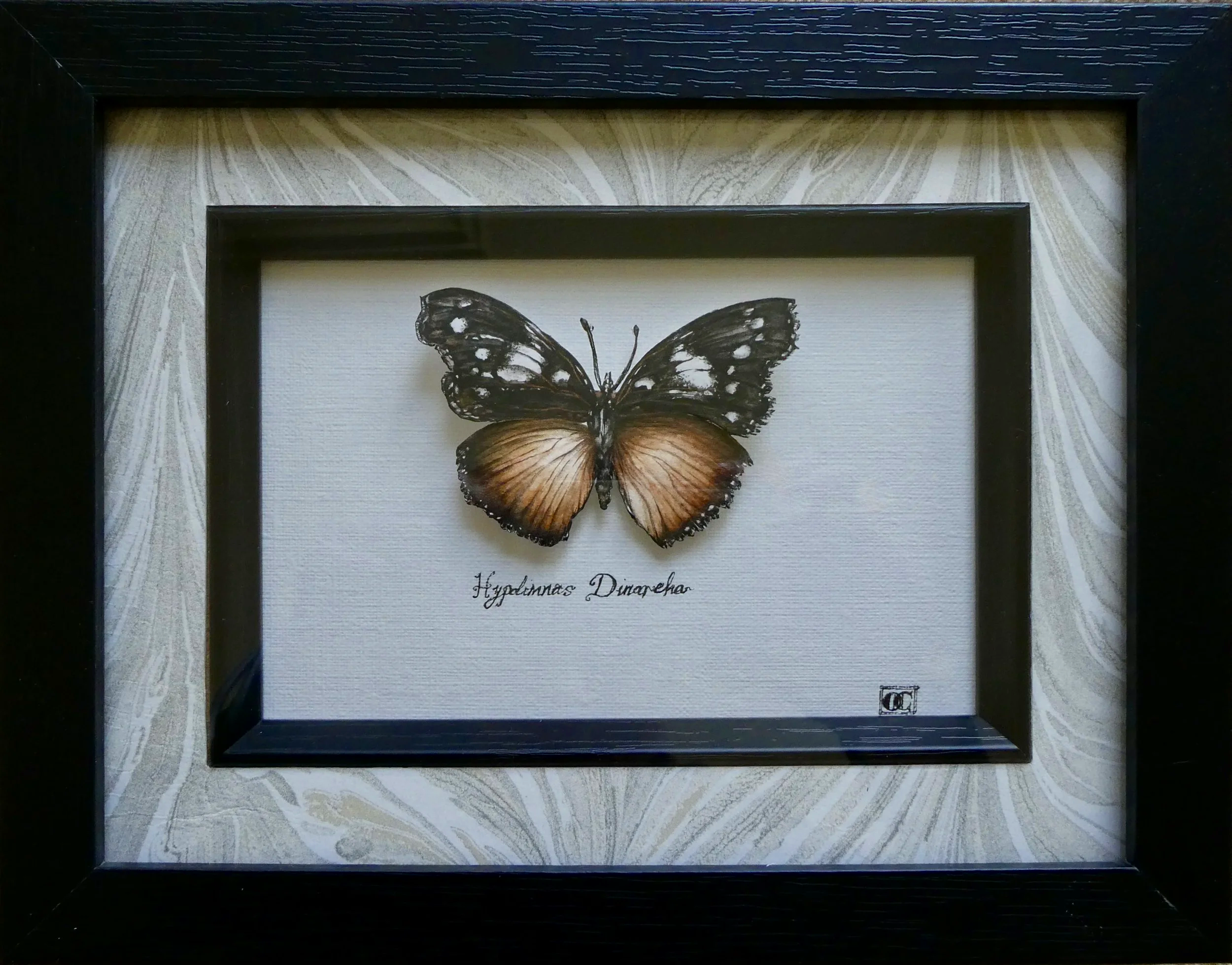 ‘Star-studded Diadem’ [Hypolimnas Dinarcha]

3D watercolour butterfly mounted on papyrus. Framed with Italian marble paper.
6" x 4"