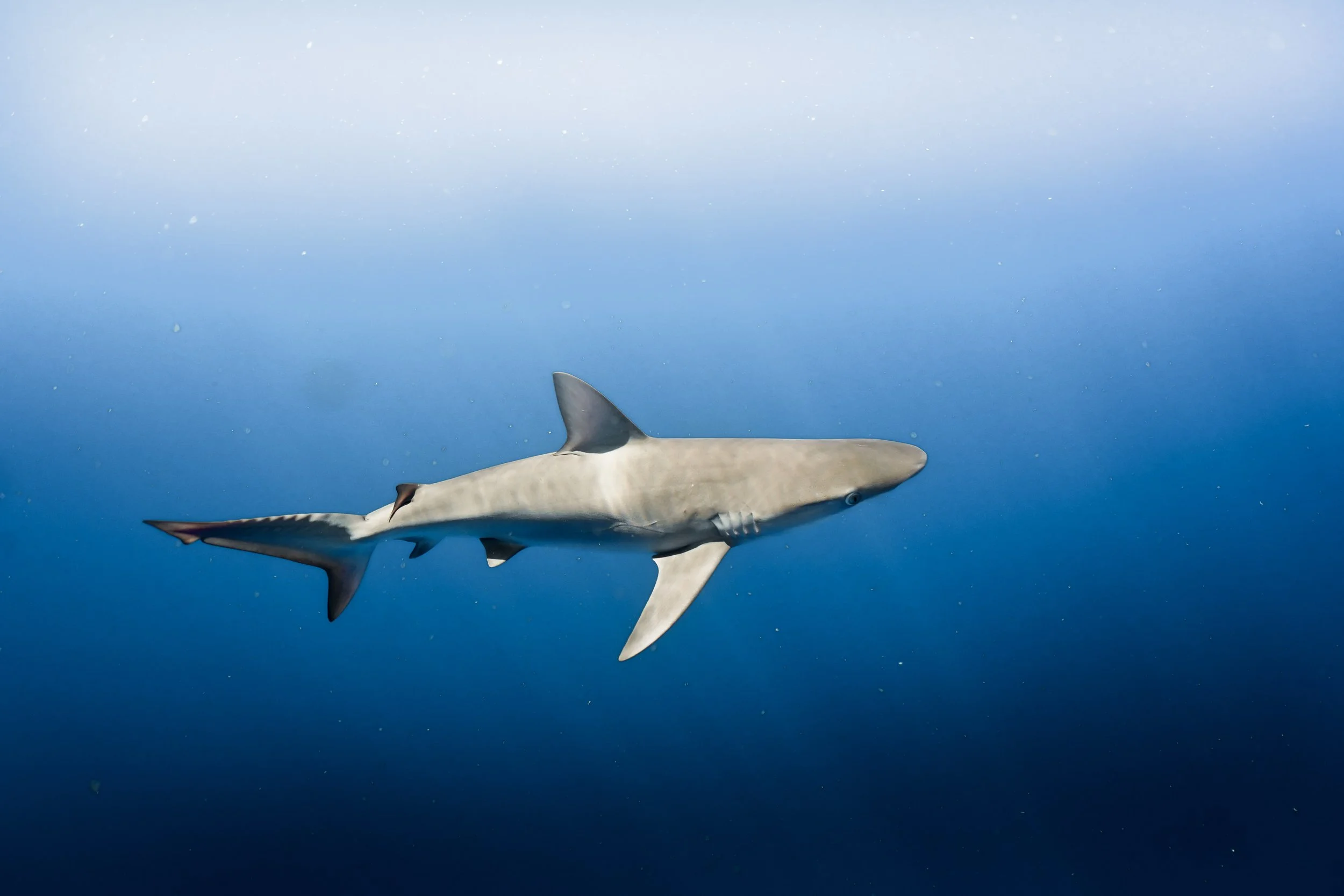 Photo Oct 31 2025, 5 24 08 AM (2).jpg