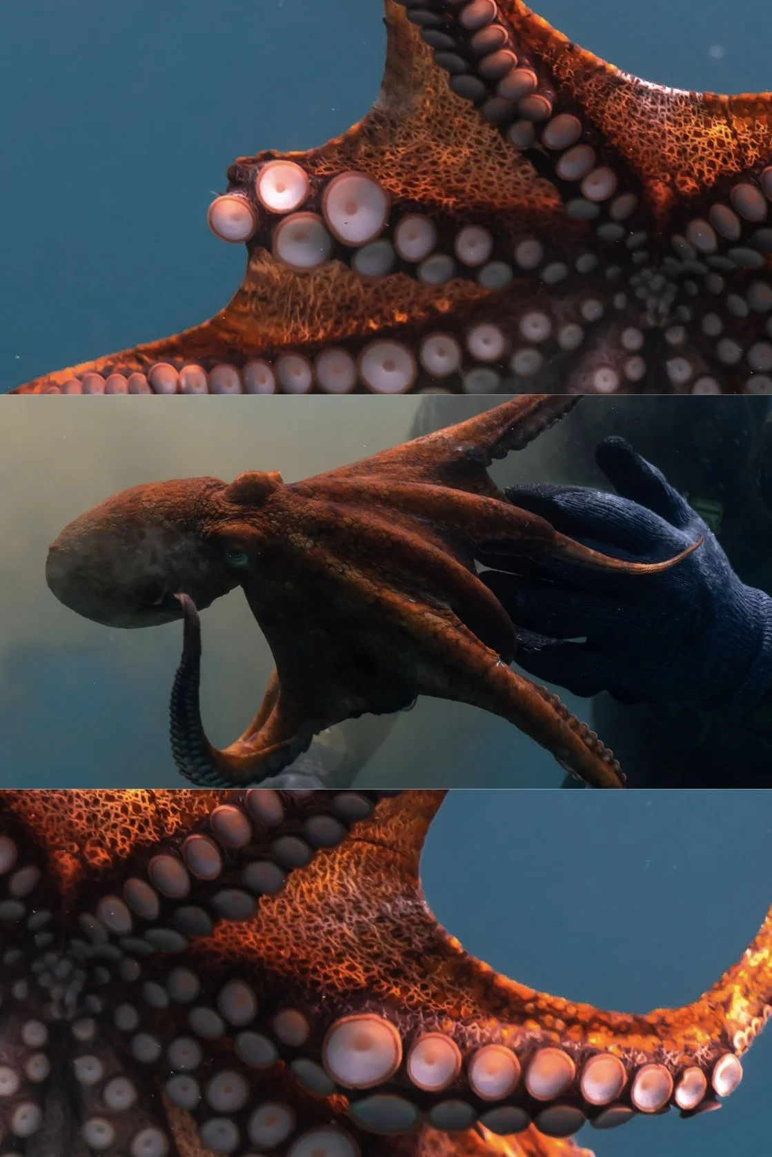 Black White Minimalist Inspirational Summer Photo Collage Instagram Post (1).jpg