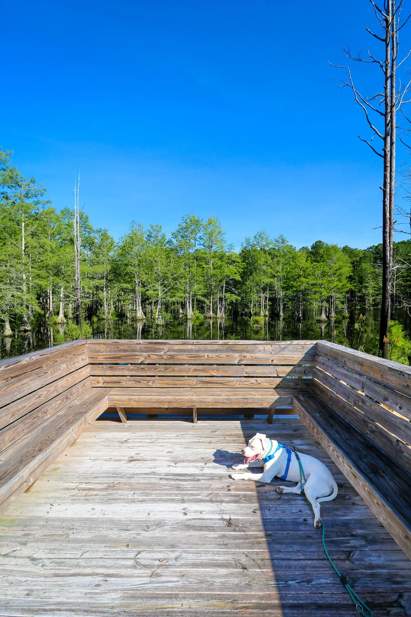 Carvers Creek State Park