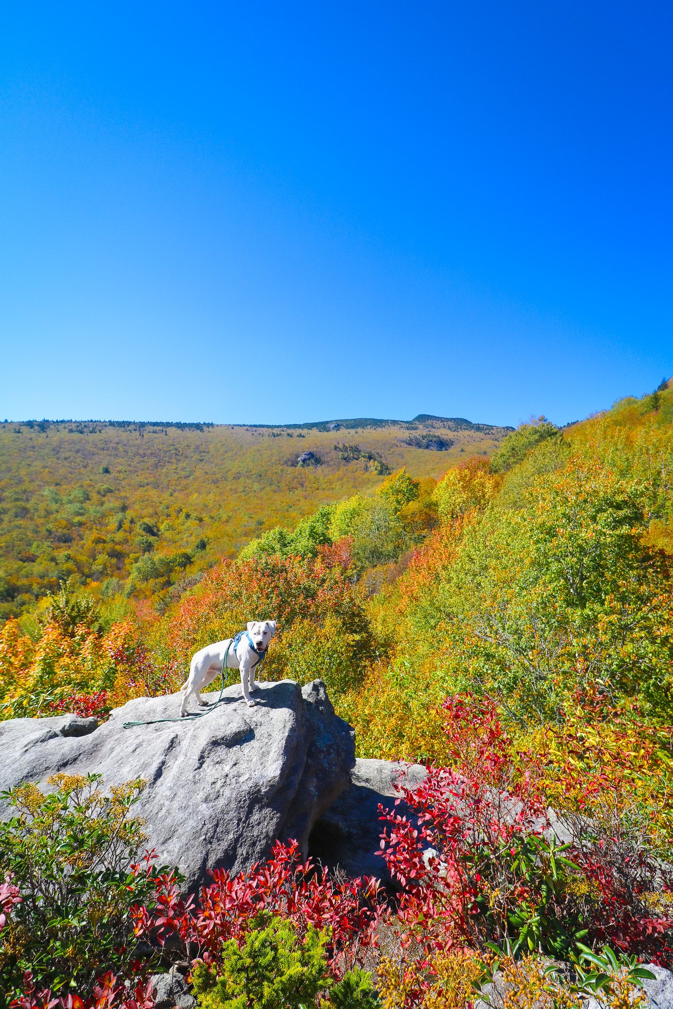 Grandfather Mountain State Park