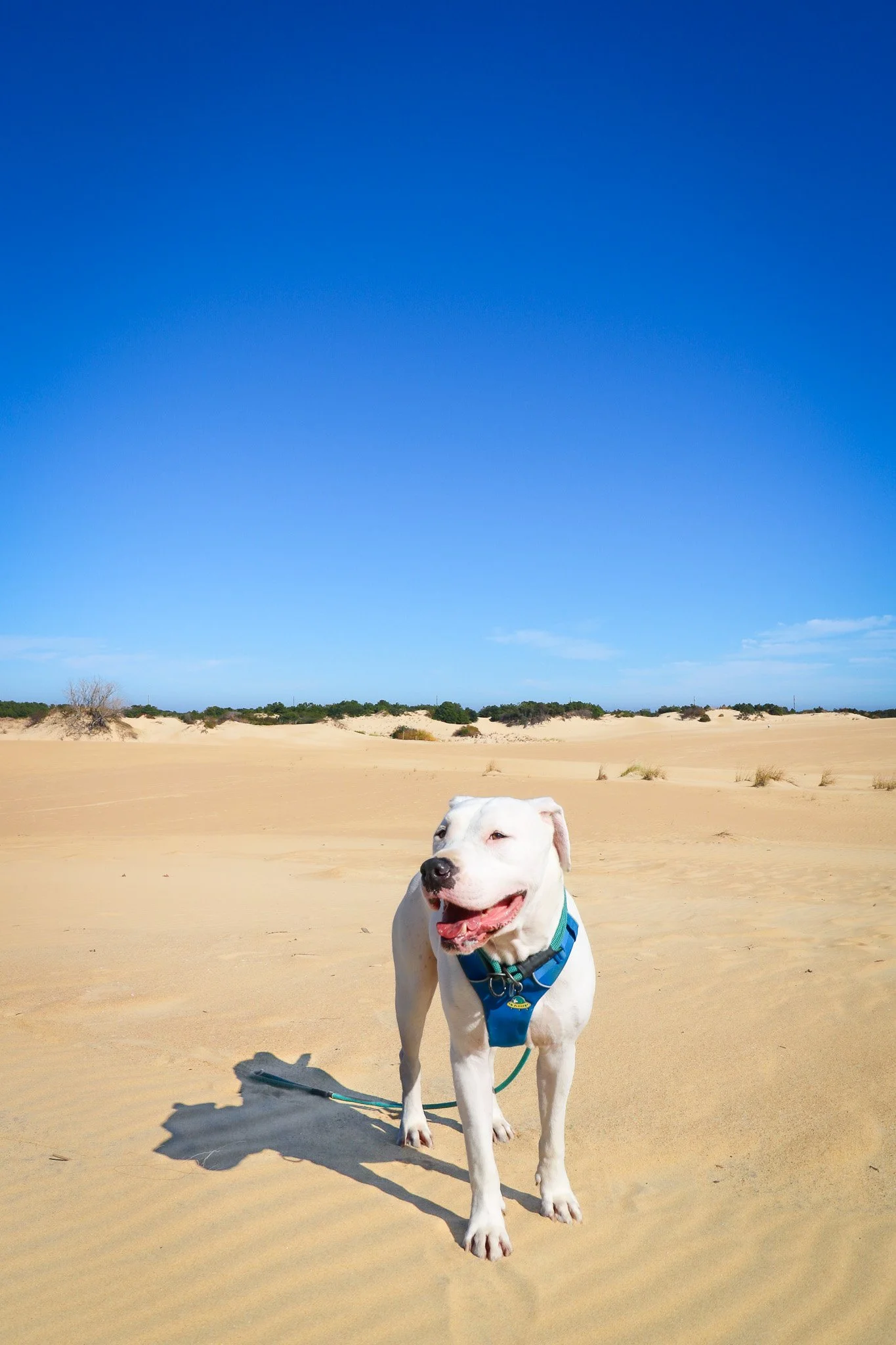 Jockey’s Ridge State Park