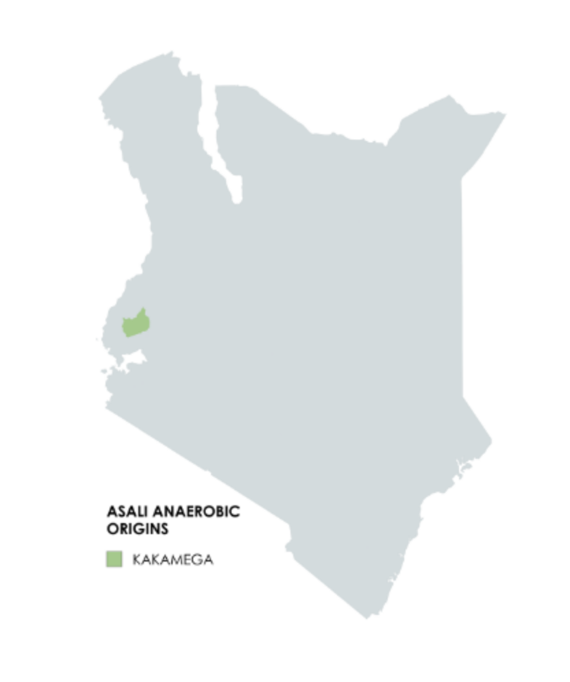 Kenya Asali Anaerobic