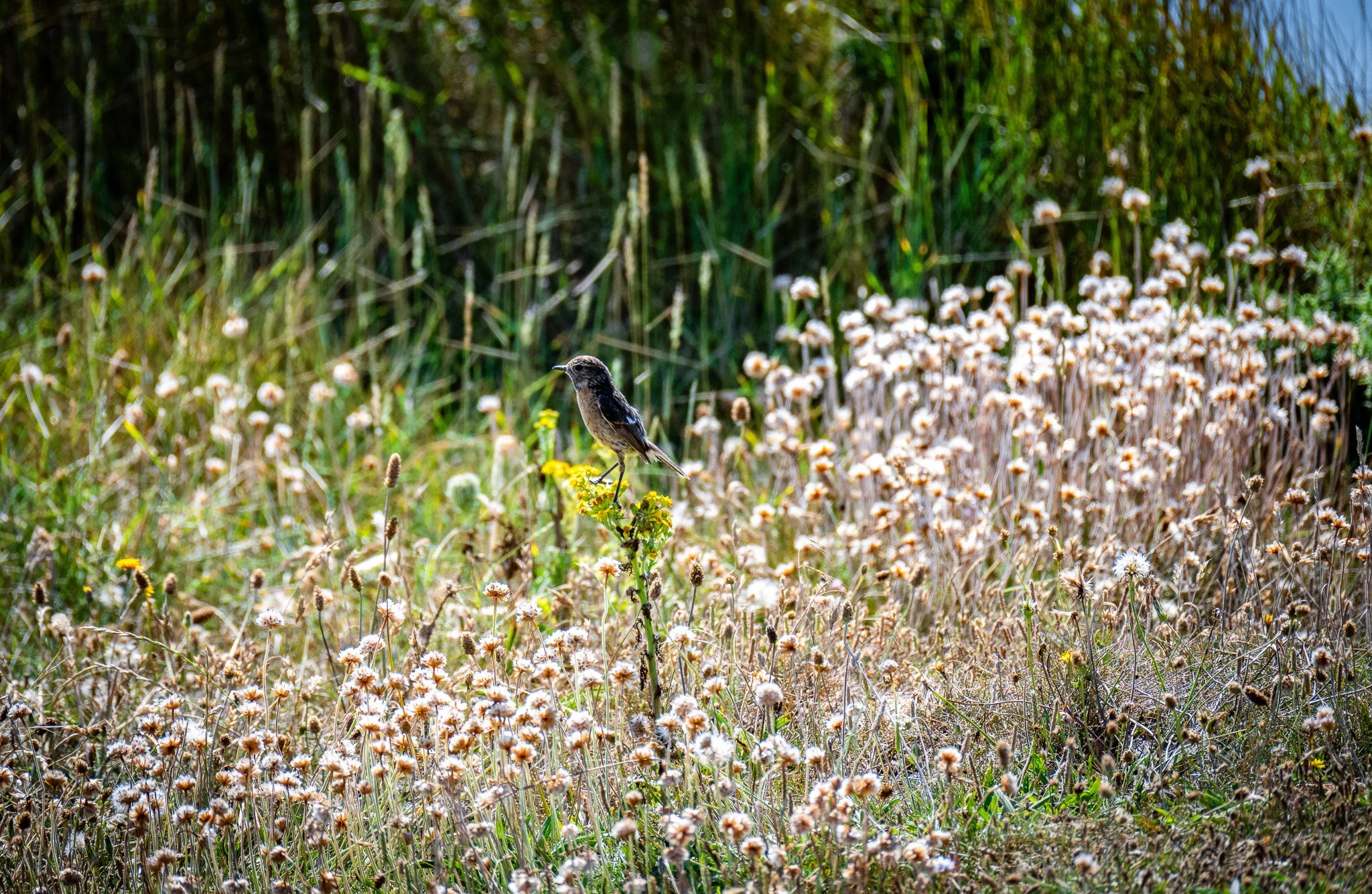 DSC_1047.jpg