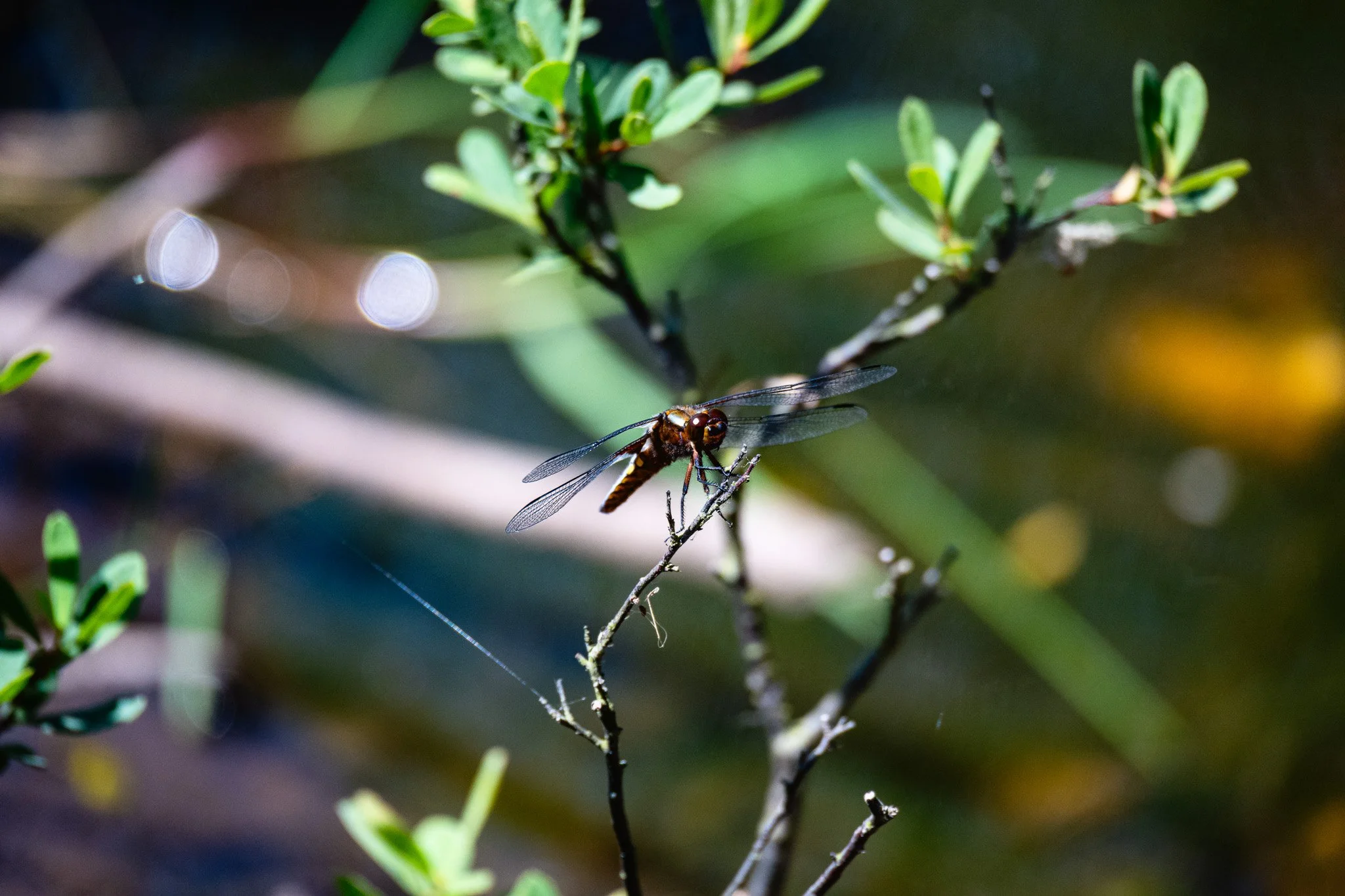 DSC_0965.jpg