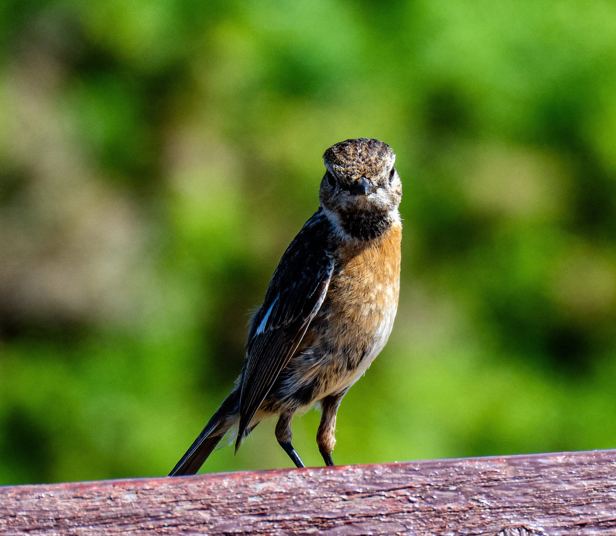DSC_1054.jpg