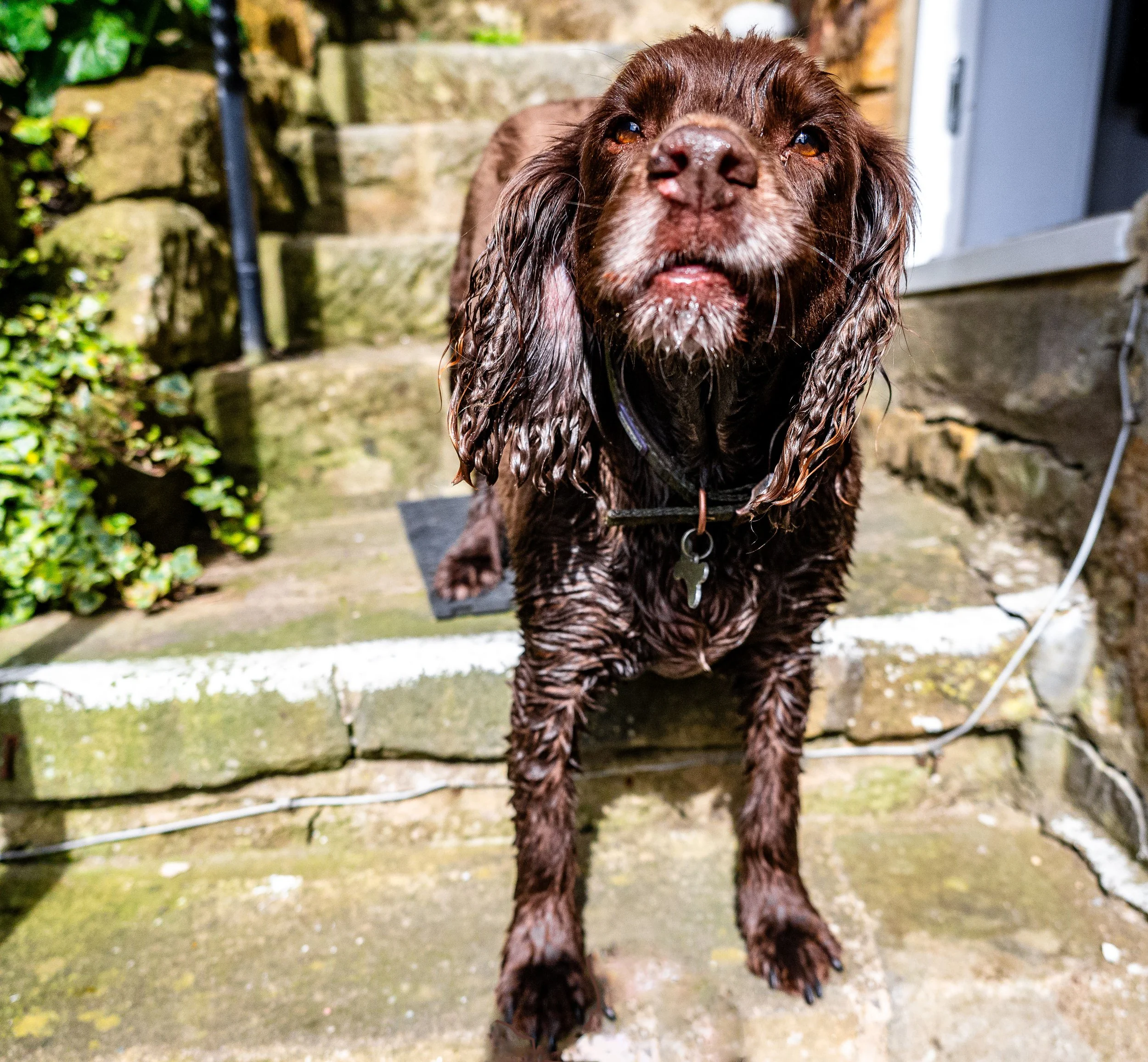 Wet brown dog with long ears standing on mossy stone steps outside.