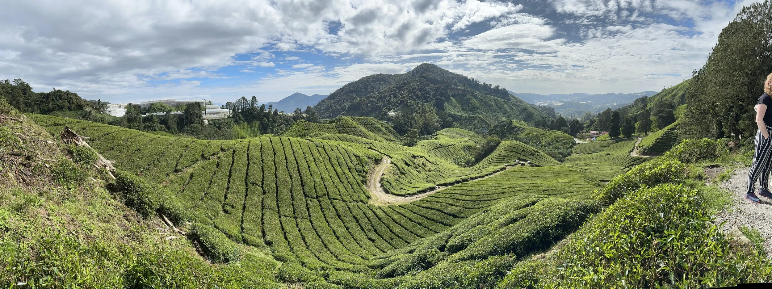 Panoramic view of rolling green hills and tea plantations with a mountain in the background on a partly cloudy day, a person standing on a trail on the right side.