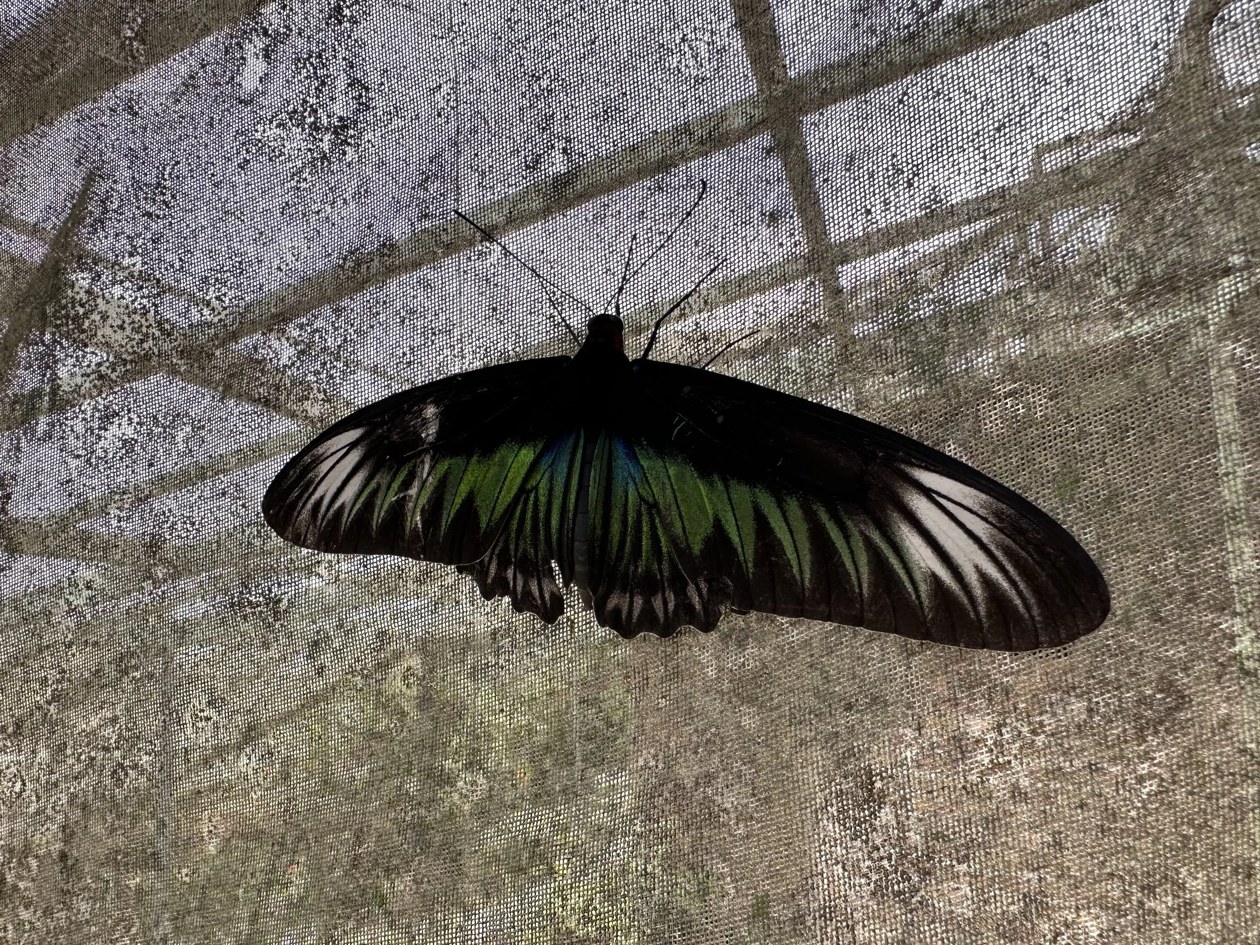 Close-up of a large butterfly with black and green wings resting on a mesh screen.