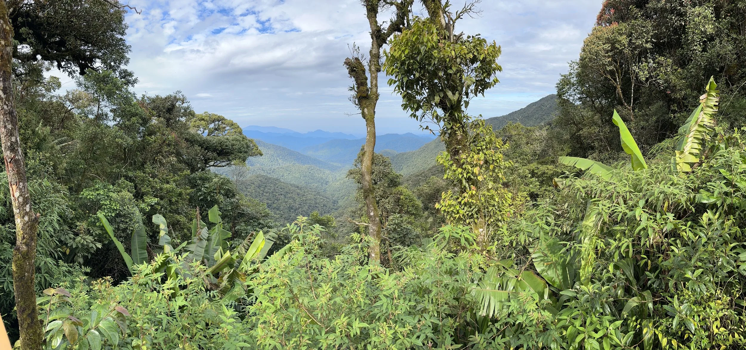 Lush green tropical rainforest with various trees and plants, mountain ranges in the distance, blue sky with clouds.