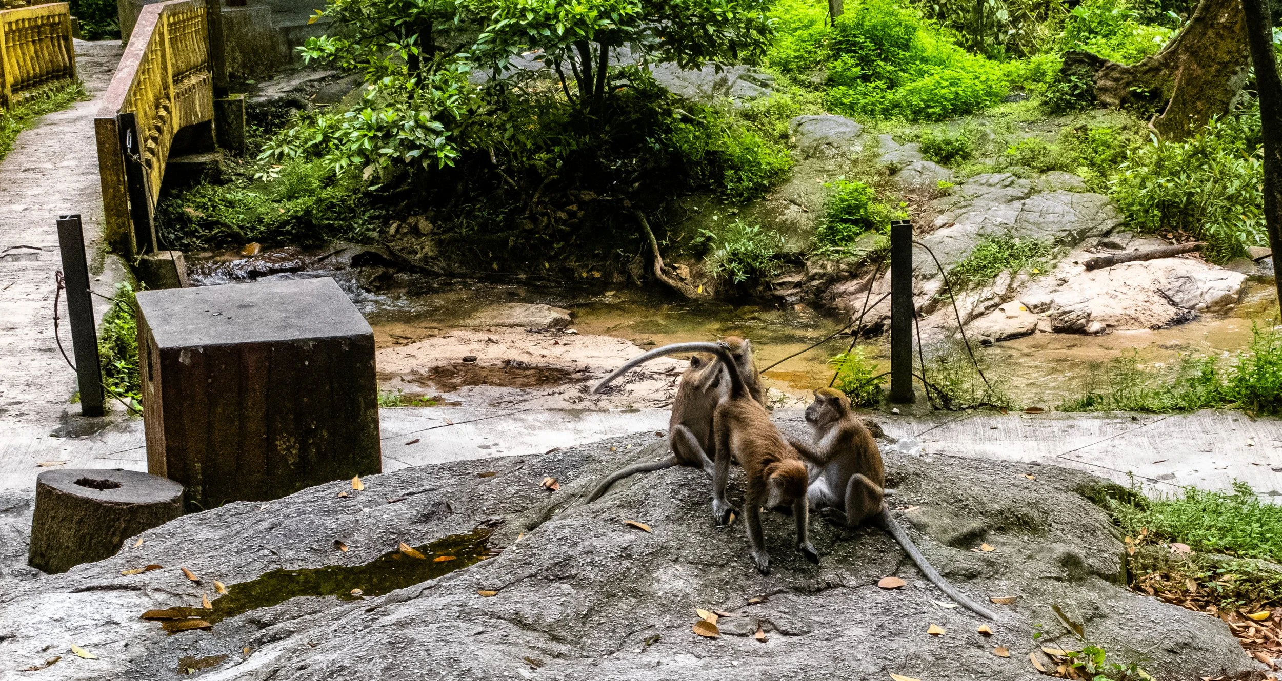 Two monkeys sitting on a rock near a small stream in a lush green forest.