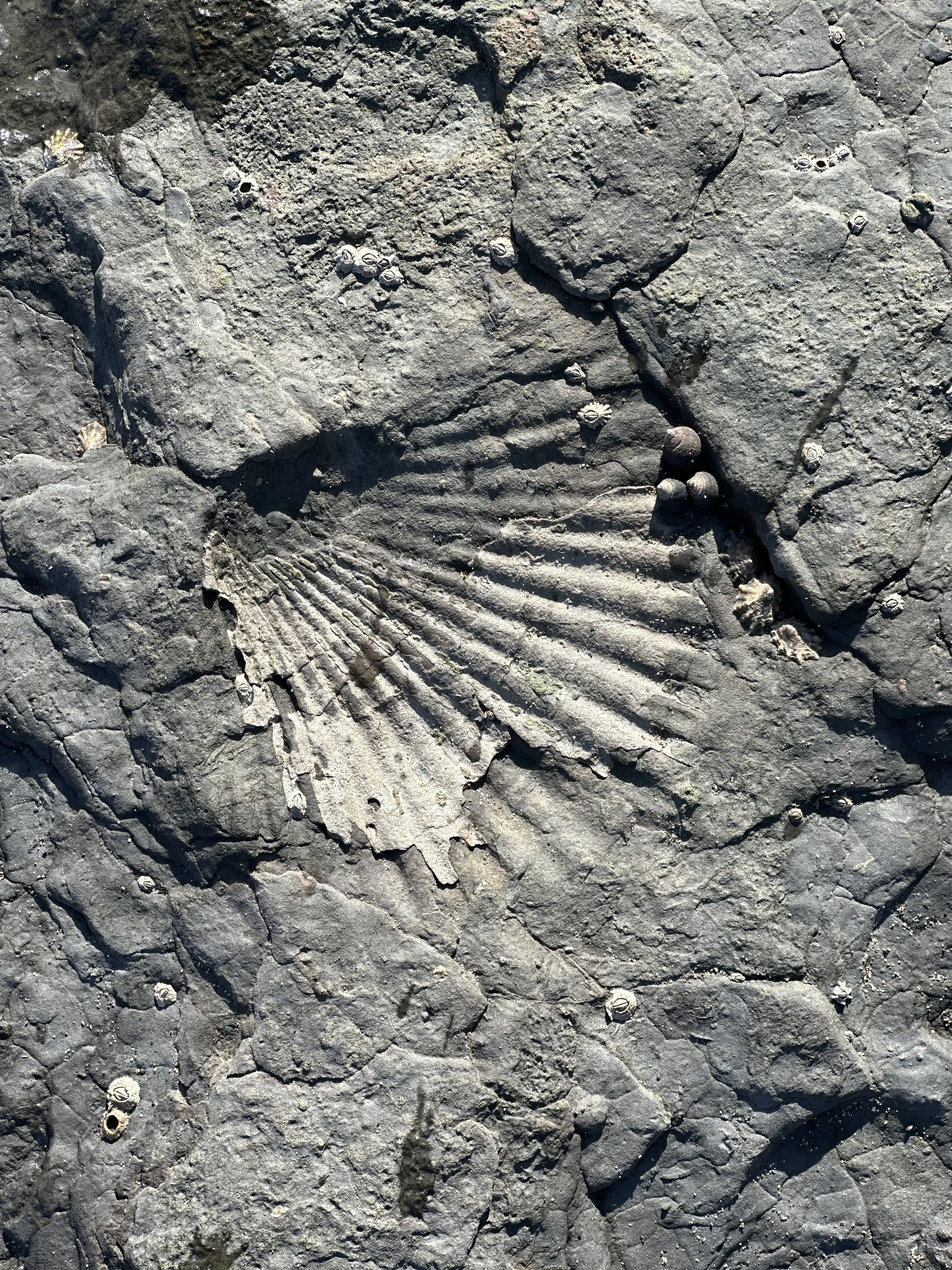Fossil of a shell embedded in dark gray rocks with small barnacles and shells nearby.