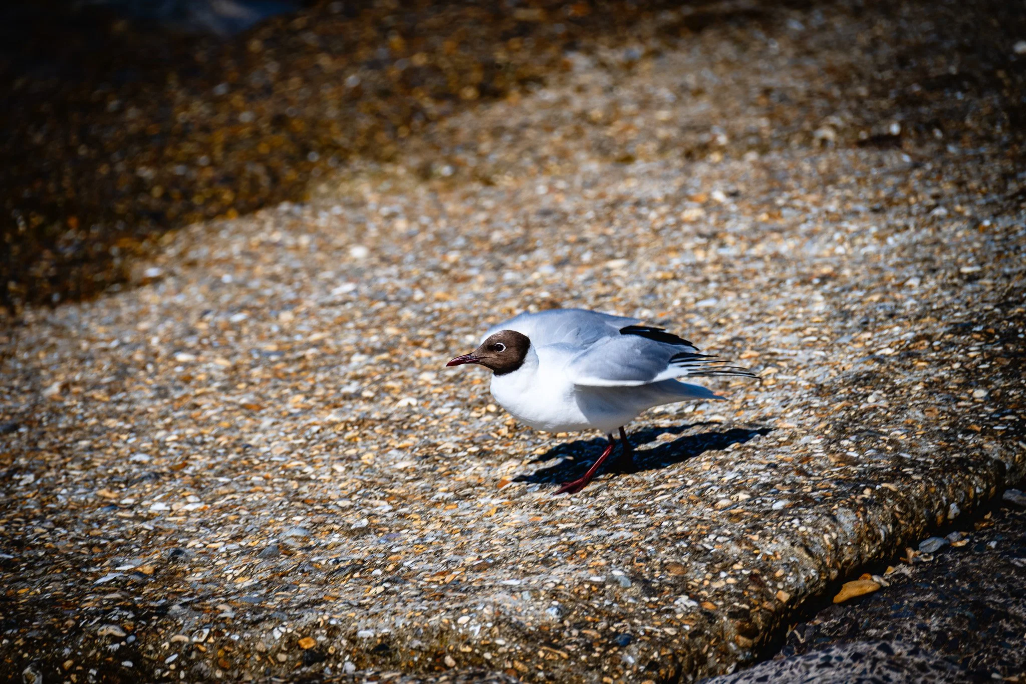 DSC_1255.jpg