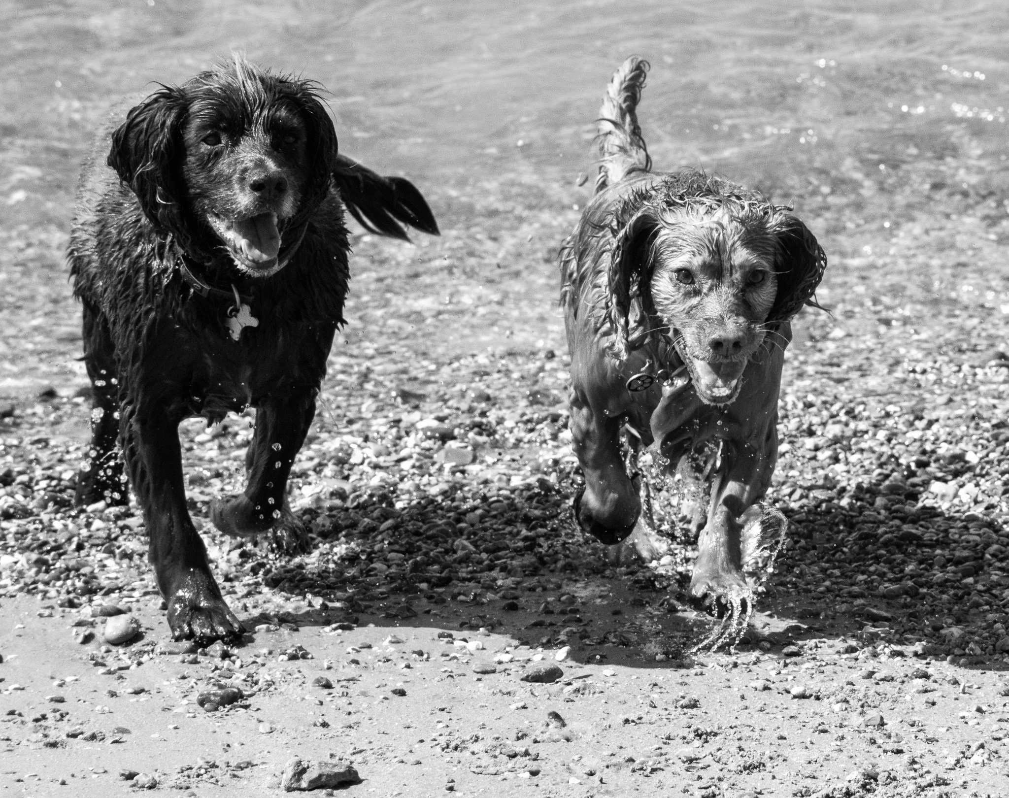Two dogs running on a pebbled beach near the water, smiling with their tongues out.