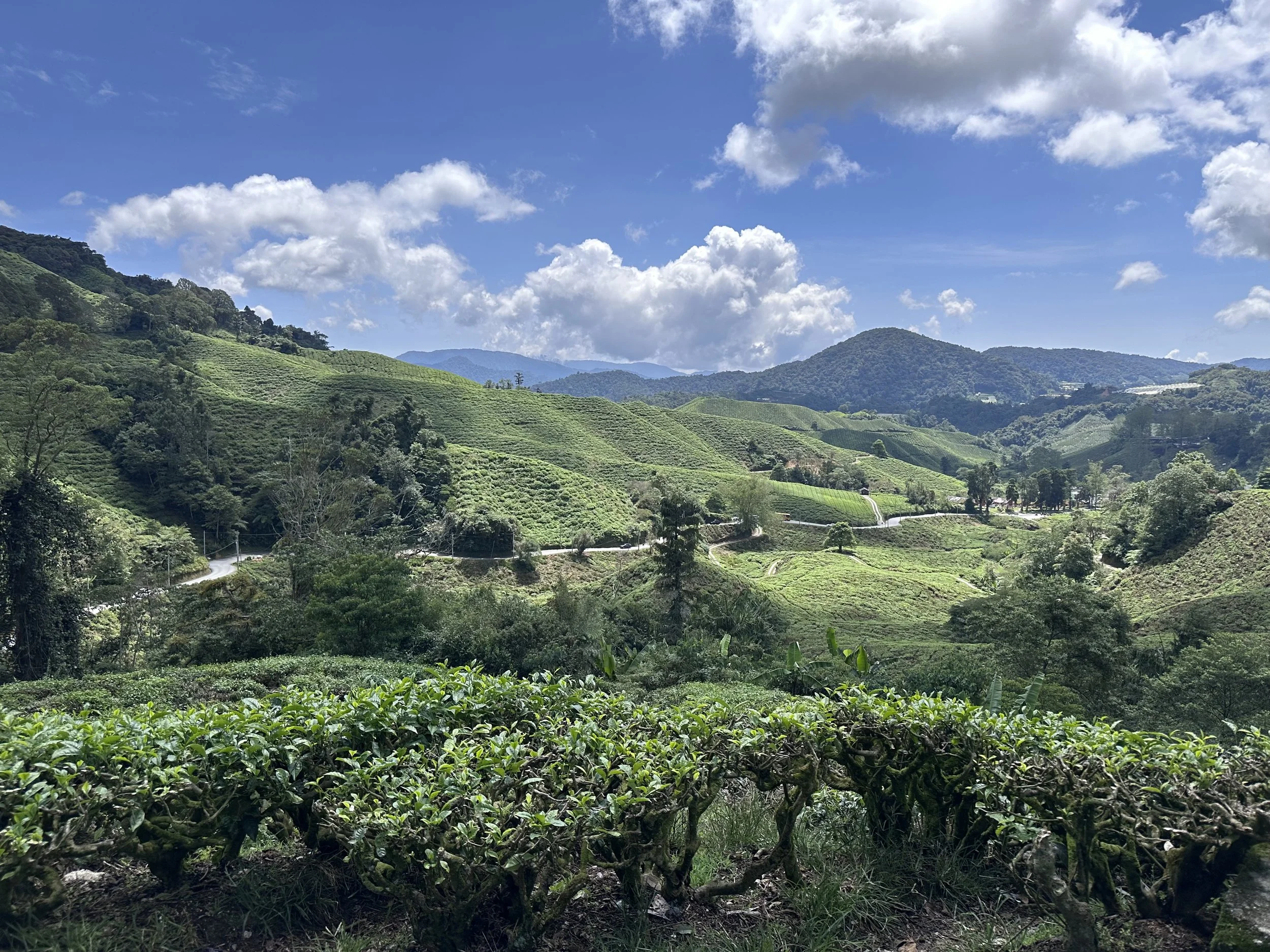 Scenic view of lush green rolling hills and mountains under a blue sky with scattered clouds, with tea or coffee plantations in the foreground.