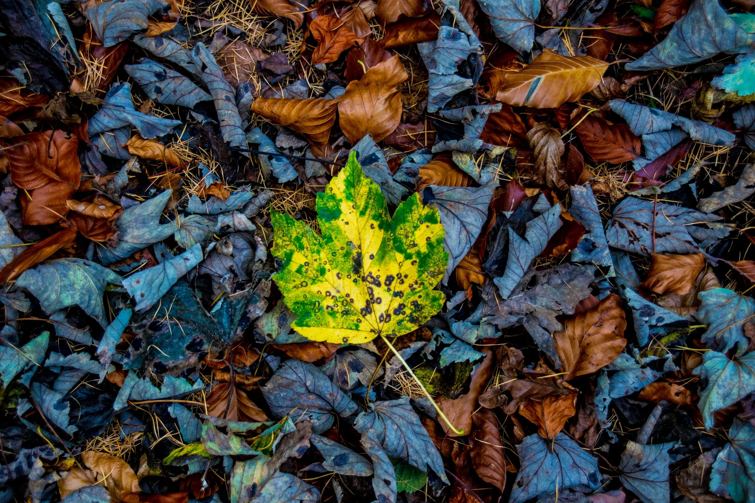 A yellow-green maple leaf with black spots lying on a bed of brown and blue fallen leaves.