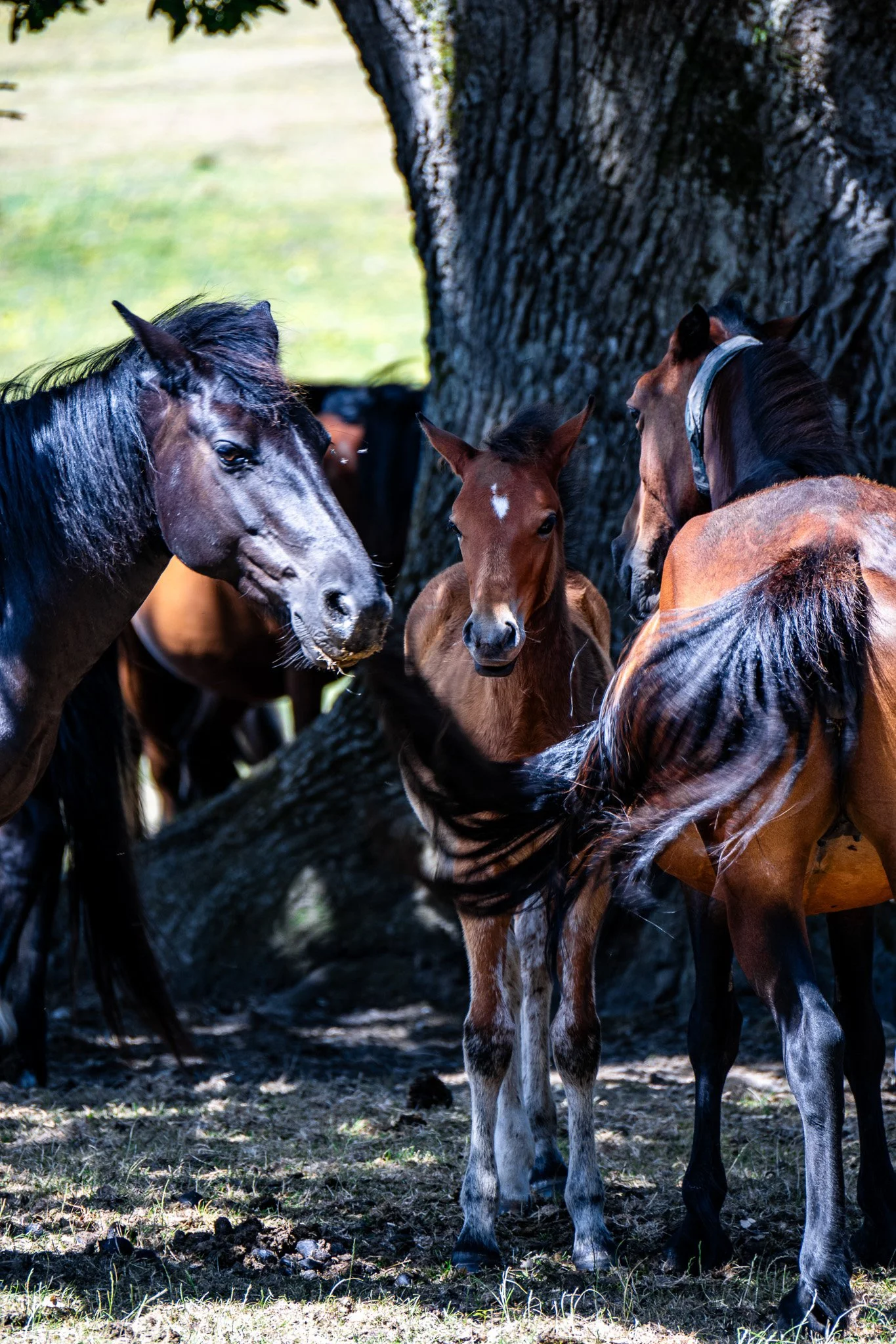 DSC_0883.jpg