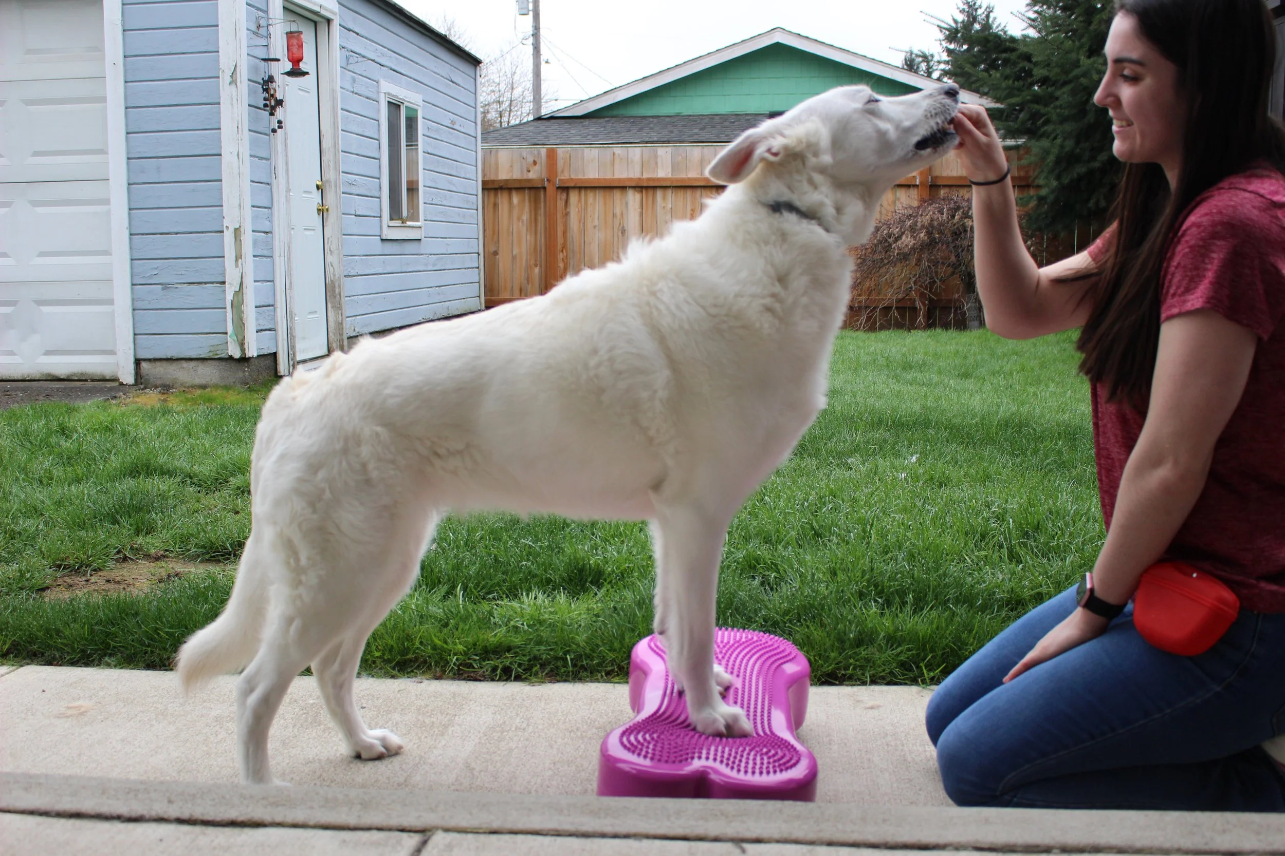 South Sound Canine Rehabilitation - Dog (German Shepherd) standing on FitPaws bone working on balance and stability of the front paws, shoulders, and core muscles.
