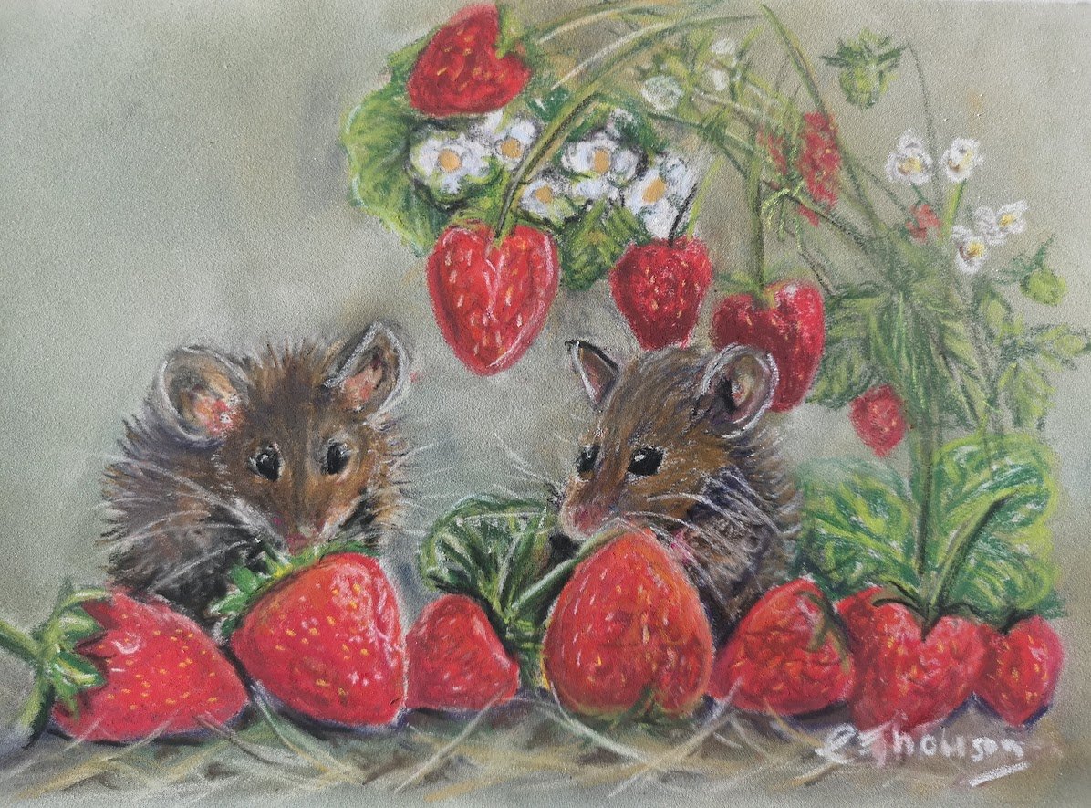 Strawberry Fields.jpg