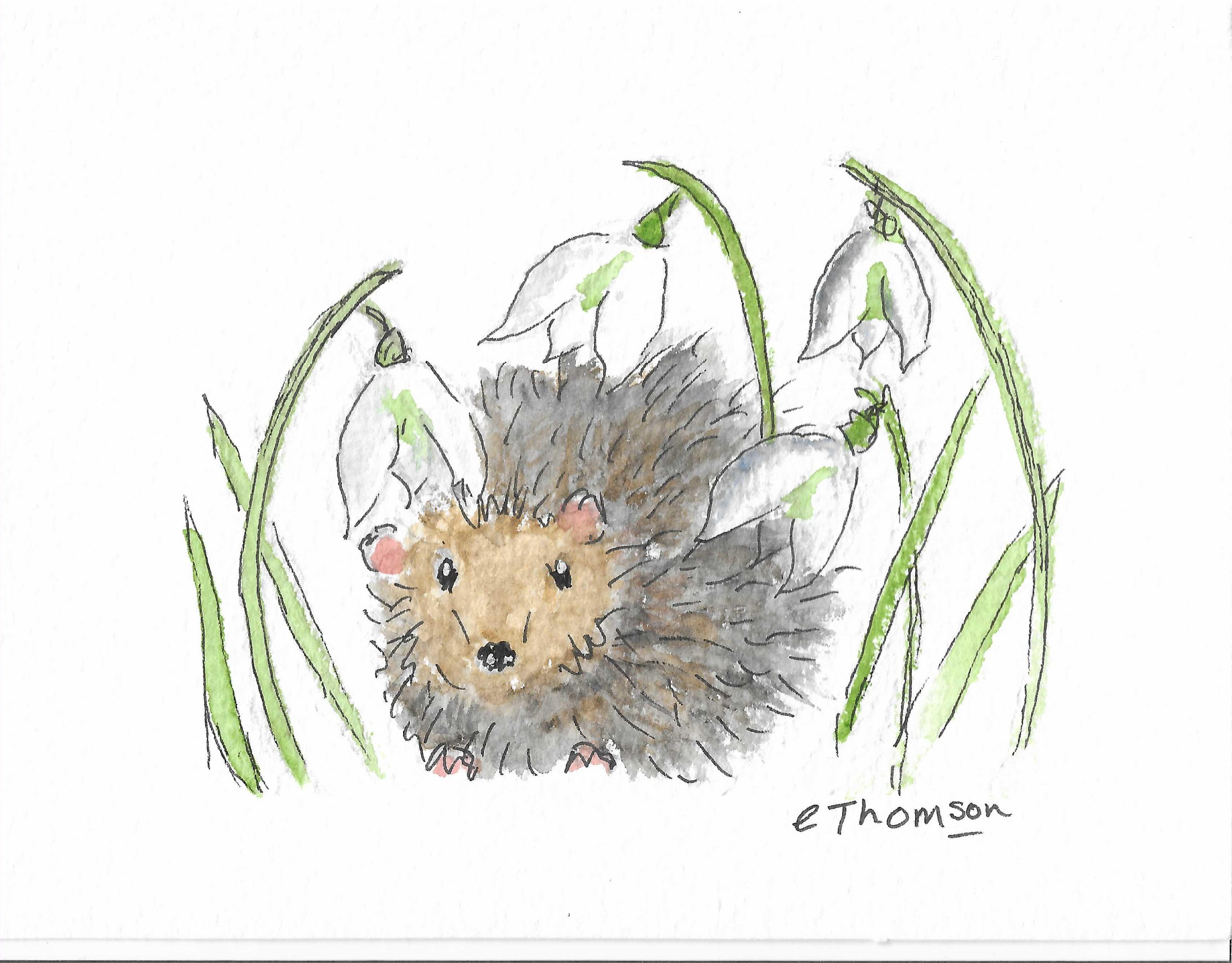 hedgehog snowdrops.jpg