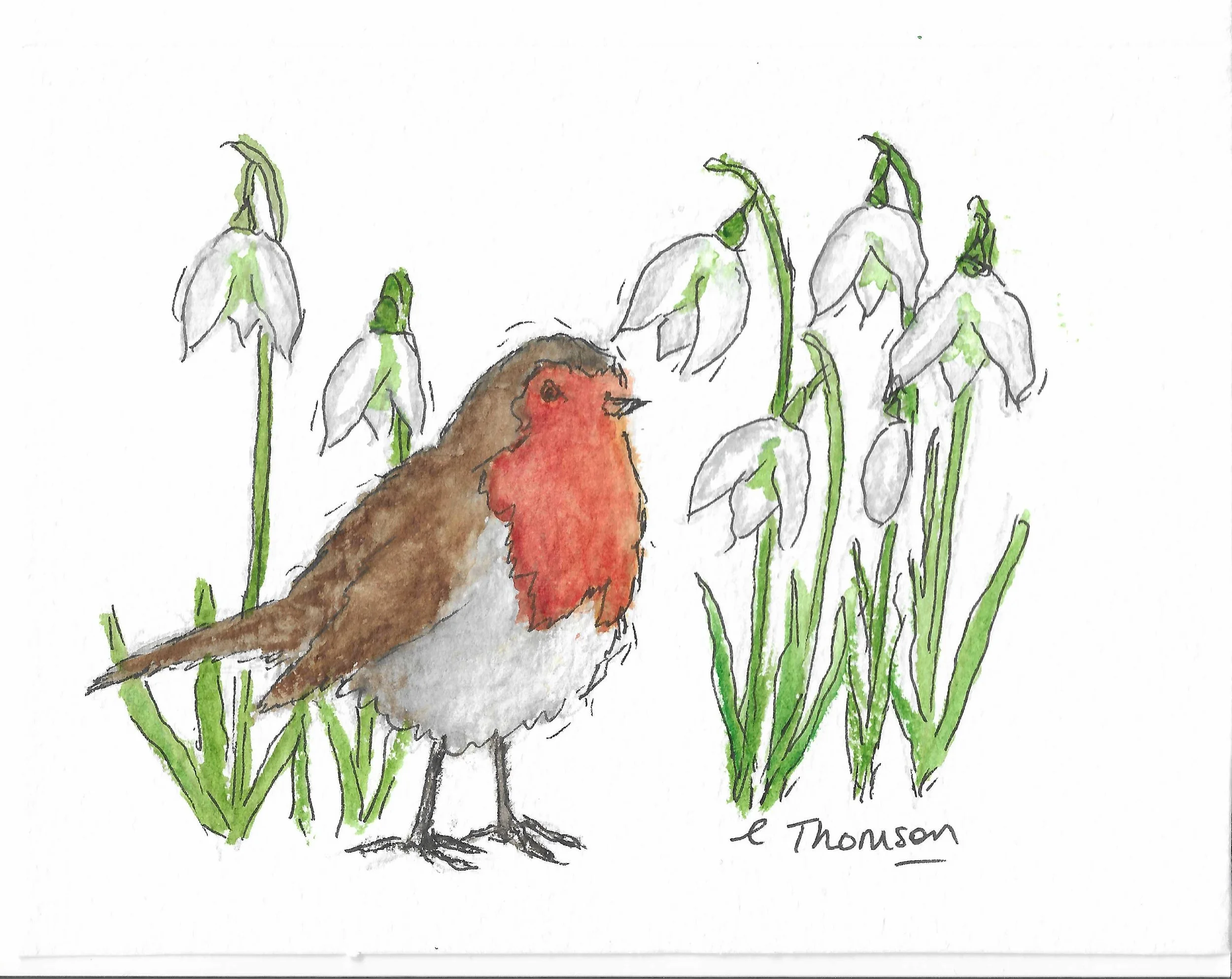robin in snowdrops.jpg