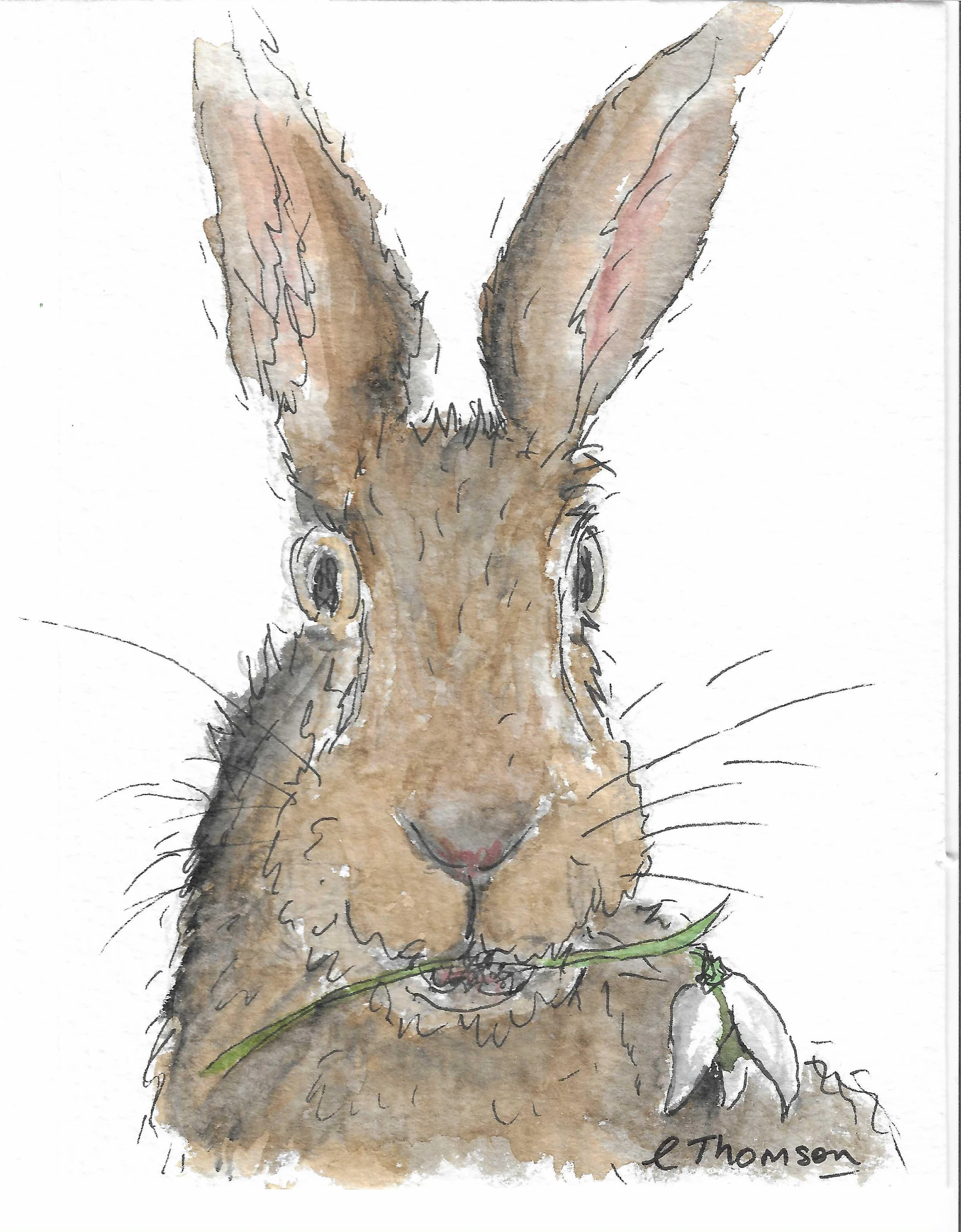 Hare with snowdrop.jpg