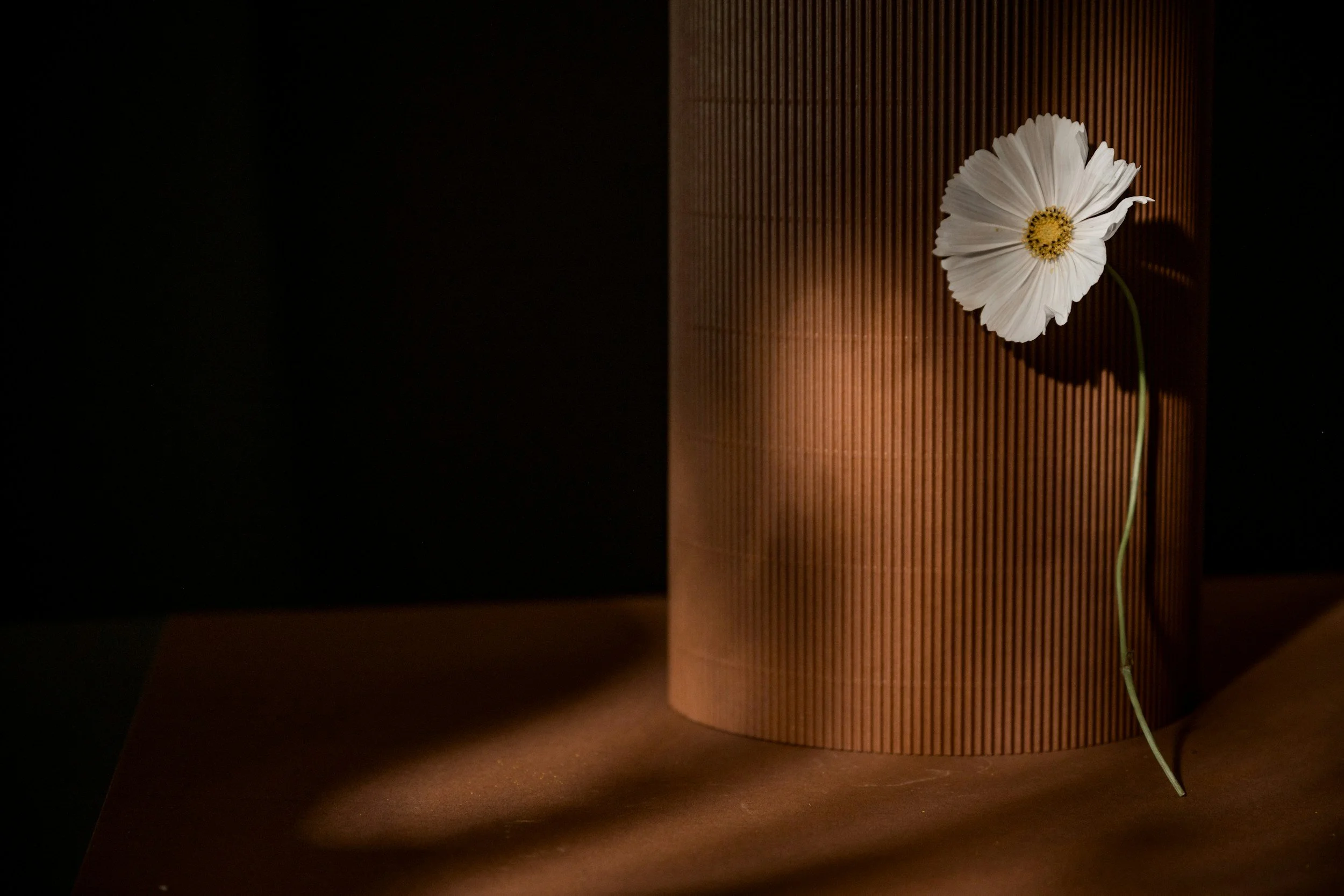 A white flower with a yellow center leans against a textured, cylindrical, brown surface in a dark setting, illuminated by a warm light.