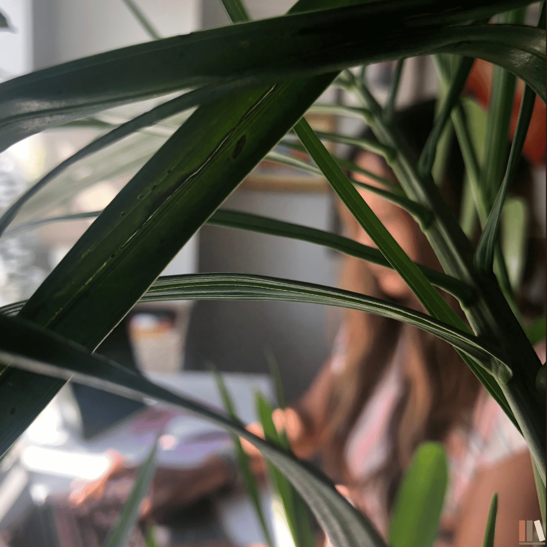 Close-up photo of green leaves on a houseplant with a blurred background.