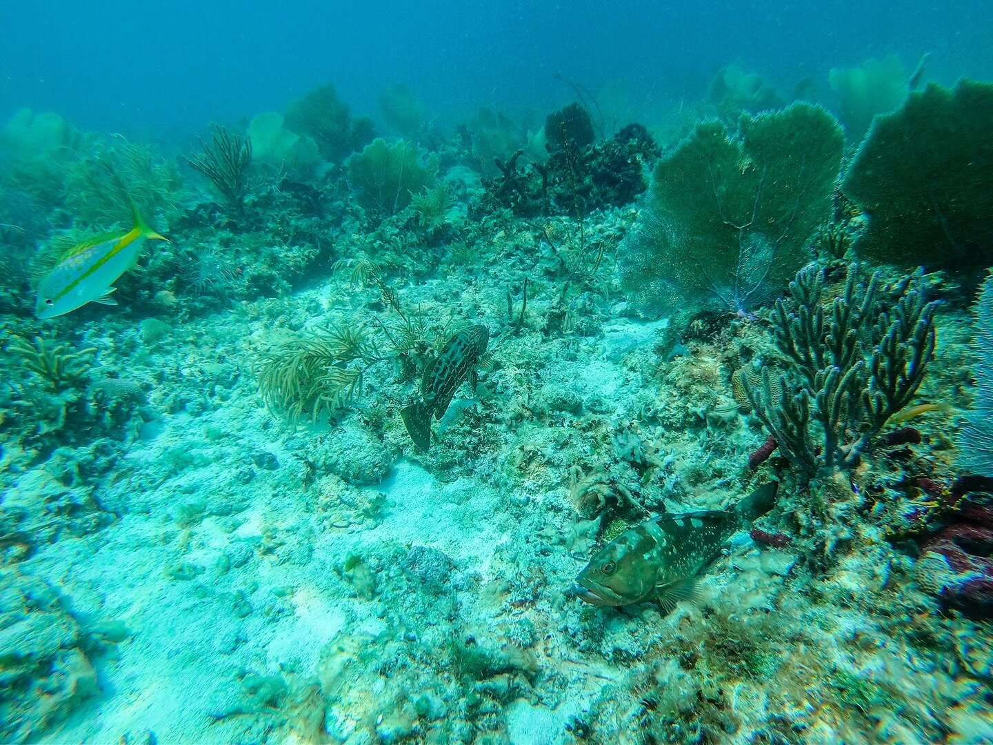 I spy a couple different species of fish!! Who can tell us how many and what kind of fish they are?? 🐠 🐟 

@westmarine 
@waypointtv 

#reef #diving #lifeonthewater #lifeunderwater #snorkeling #spearfishing #westmarine #scalesgear #beautiful #goodda