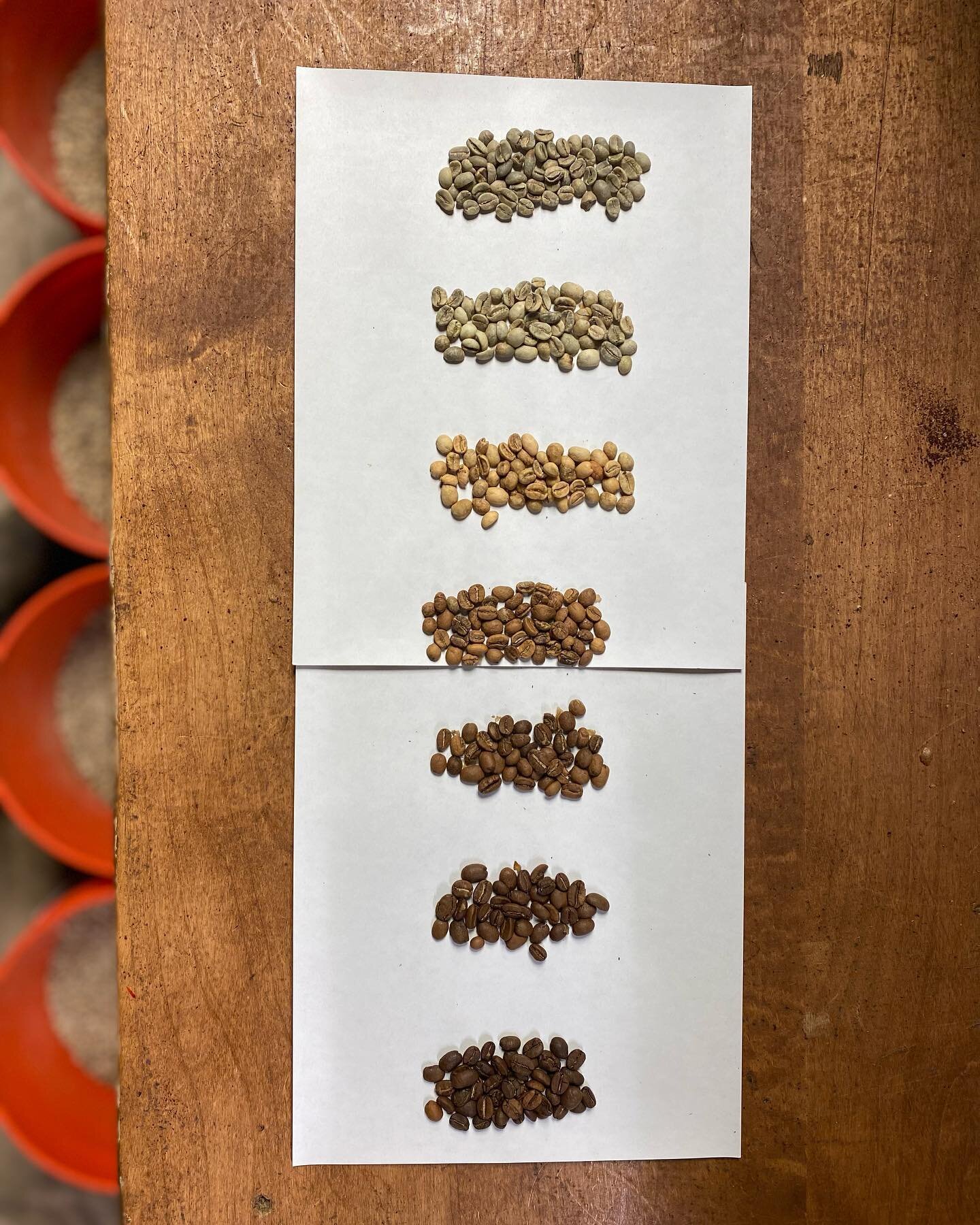 Our Guatemalan medium roast from start to finish. Coffee beans expand and lose moisture during roasting, making them larger in size but lighter in weight.