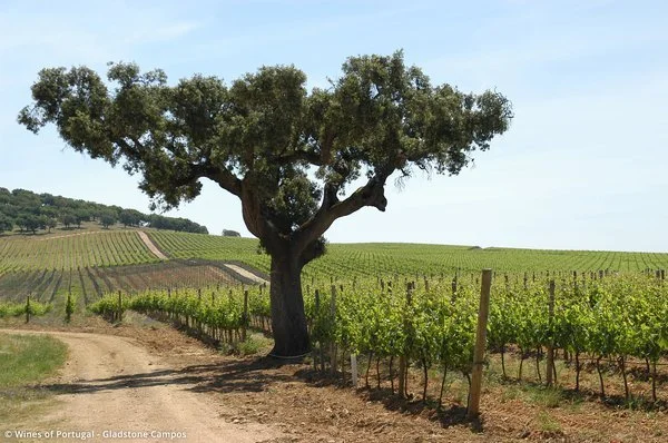 Wine tasting: Alentejo Region