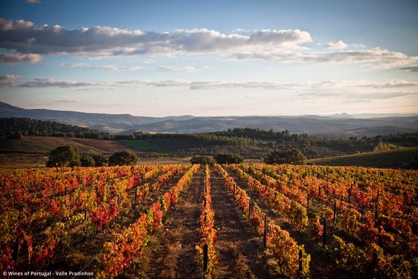 Wine tasting Trás-os-Montes FULLY BOOKED